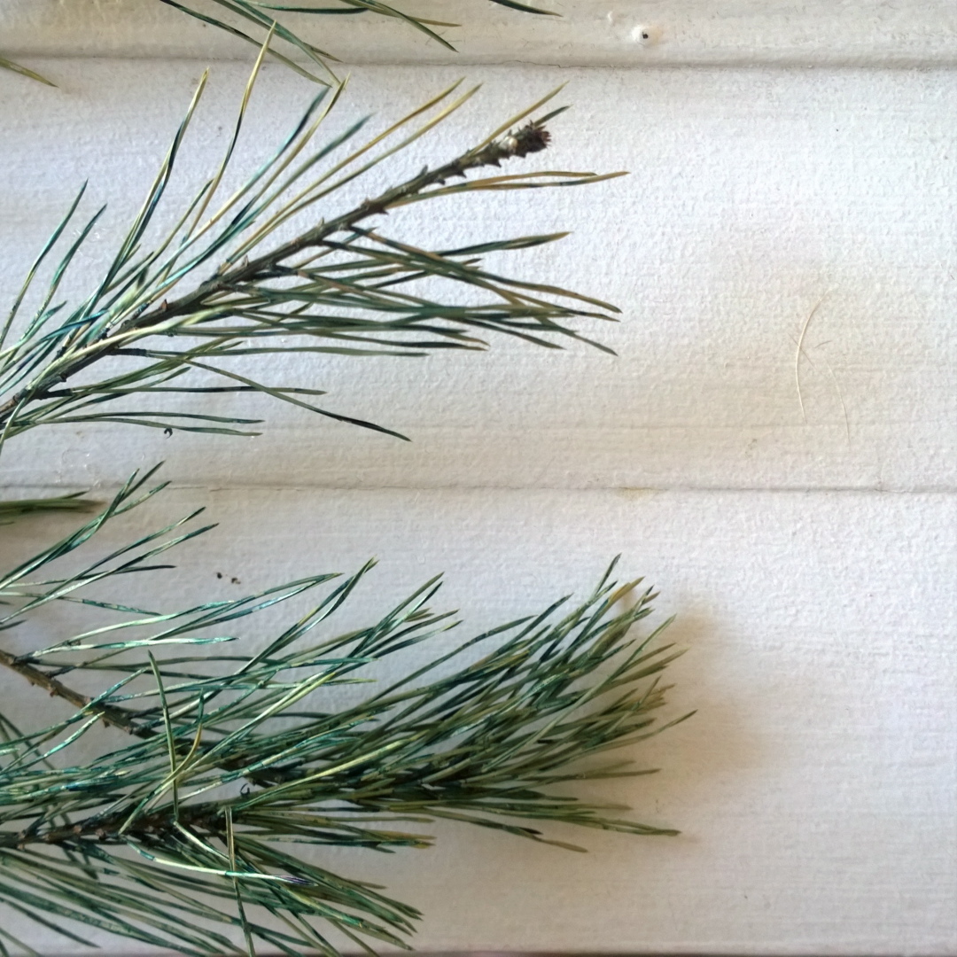 Being inspired today by the fronds of Christmas past that always seem to linger somewhere outside. Loving the shades of greens and blues. 💚💙