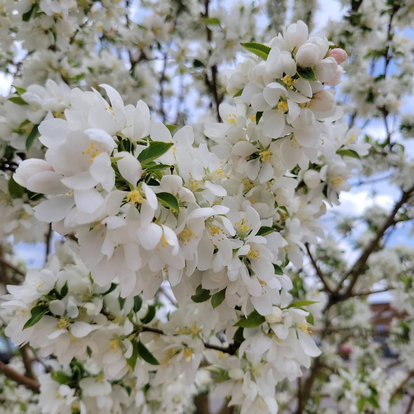 Spring is here and summer is right around the corner. Time to book your trail ride with us and see the beautiful views Pagosa has to offer.
#majesticoutfitters#spring#flowersinbloom#meltingsnow#springs#scenicviews#horses#trailrides#familytime#qualitytime#treatyourself🐴🦅🌷