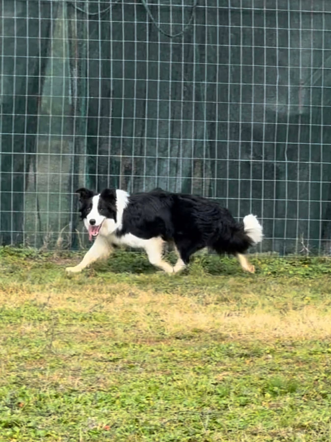 Unleashed Borders Divine Secret at Kynagon✨️
Grace 😍
In Greece 🇬🇷 with our dear friend Dimosthenis Moumiadis 💗
Another fabulous mover from our recent litter D
Sega x Cairo
8 months old and that movement 😘🤌
#bordercollie #puppy
