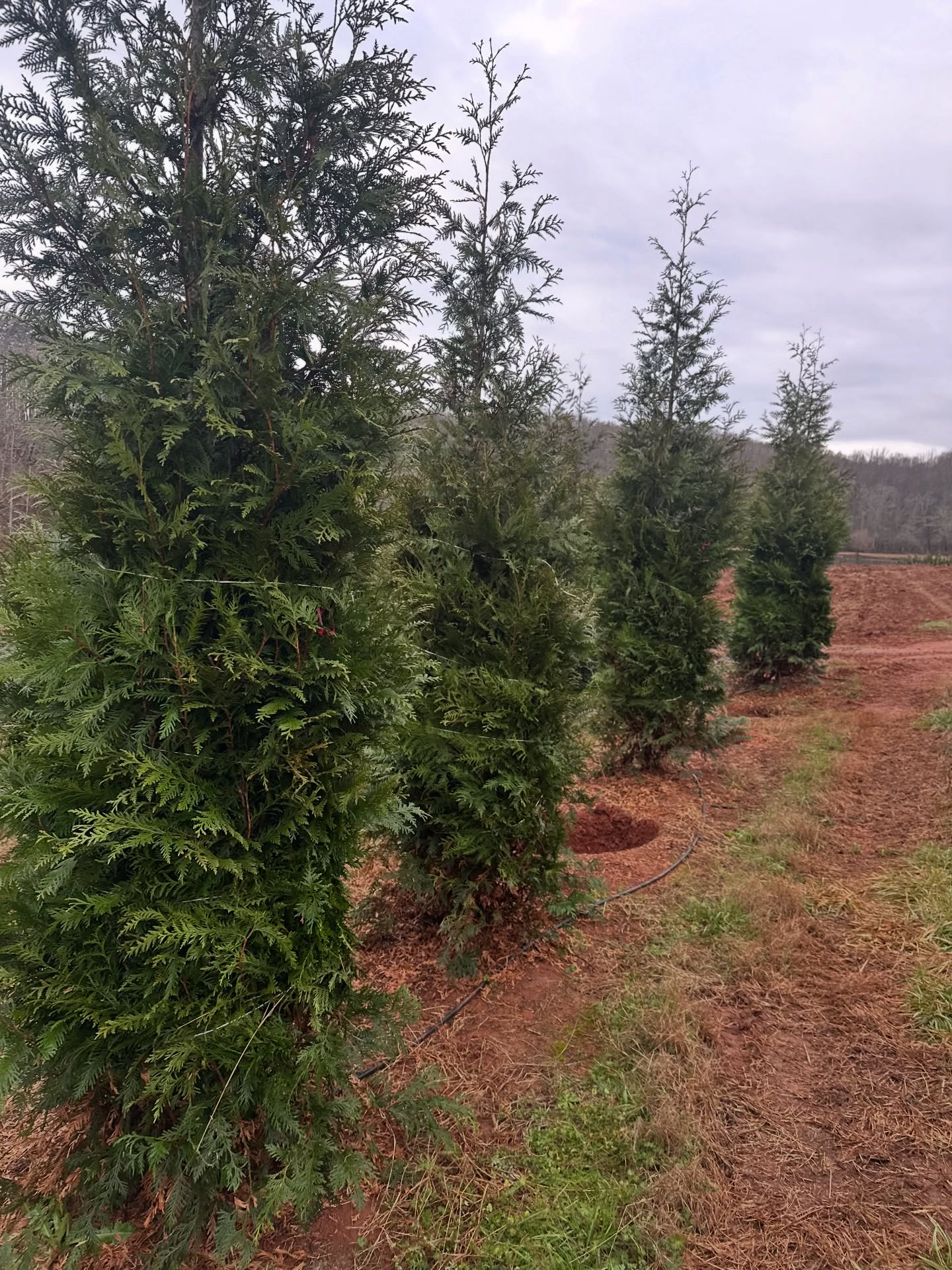 Here at Jack’s Creek, we’re tying up all of our trees and doing everything we can to prepare for this incoming ice storm. ❄️🌲 Please keep all of our essential workers in your prayers—our linemen, road crews, healthcare workers, first responders, and everyone who will be out in these dangerous conditions keeping us safe. && please pray for our farmers, that the ice doesn’t damage crops/ livelihoods and that everyone stays safe through this weekend. We’re all in this together. 🤍🙏