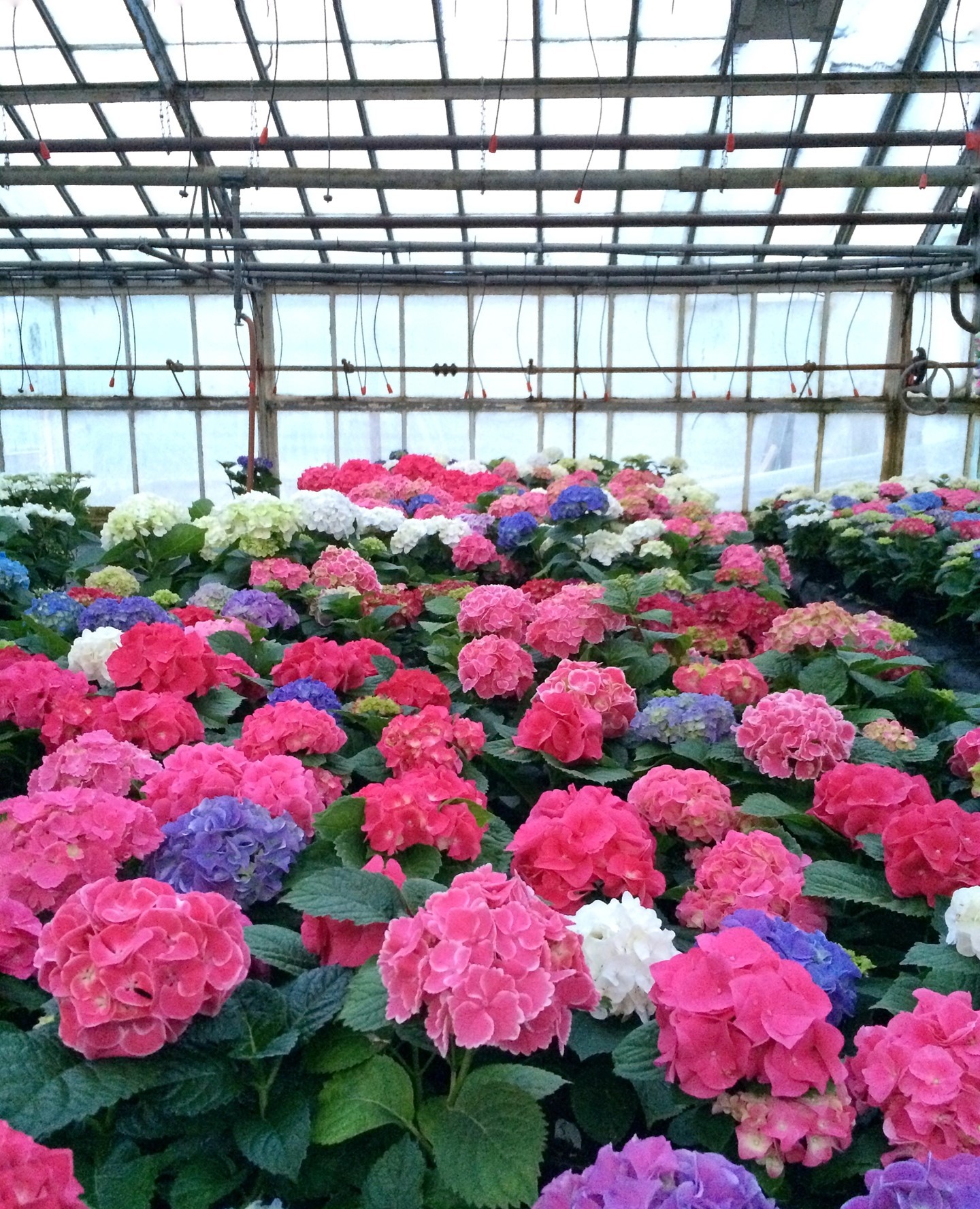 What is your favorite hydrangea color?