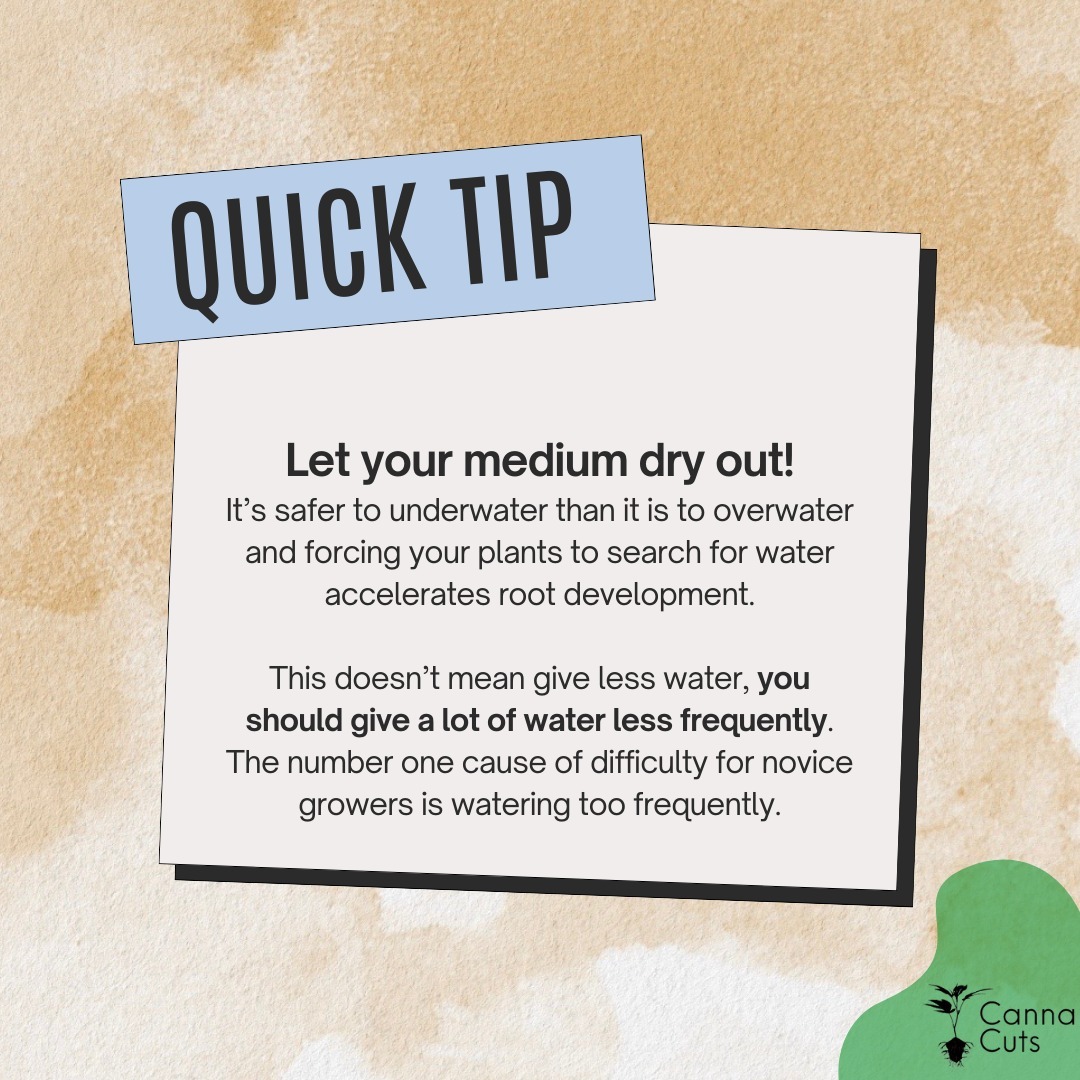 Get it right! The number 1 reason for root issues is watering too frequently. Don't get this wrong! This is especially important when starting with our cuts, you need to let the medium get dry so the roots stretch looking for water.
Stay tuned for more useful tips and tricks. Feel free drop us a DM with any questions.
www.cannacuts.co.za
#cannacuts #growyourown #homegrower