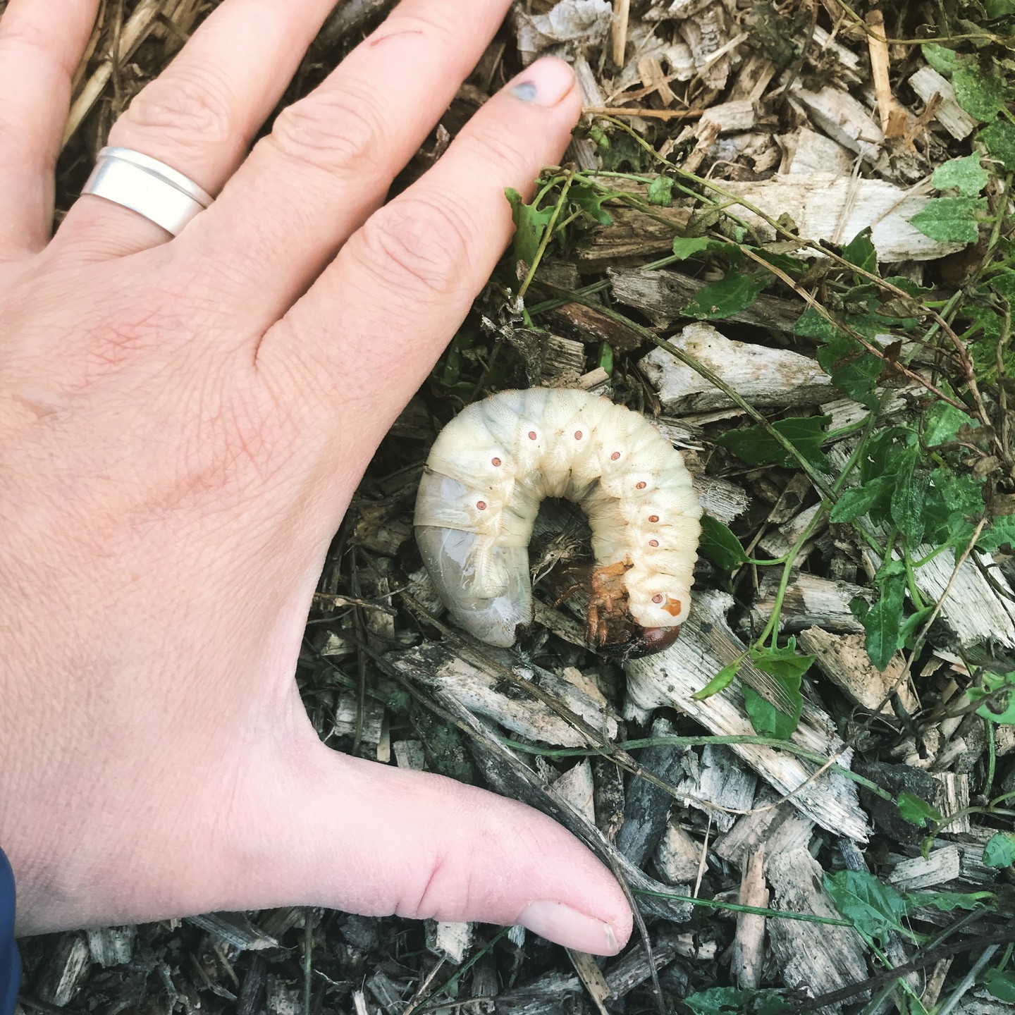 Morning.... from the garden today, not the training space!