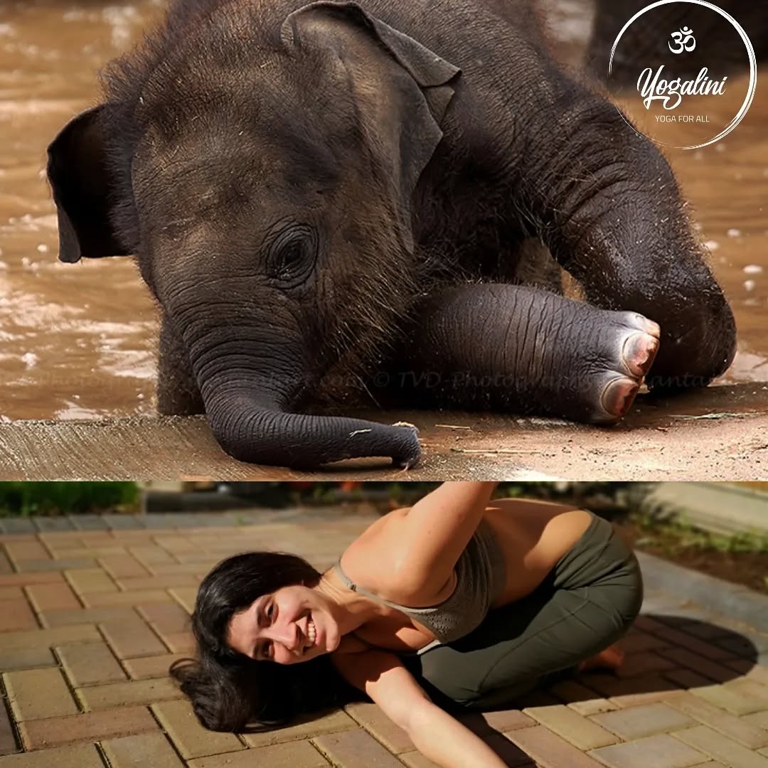 It's a beautiful sunny day here in the UK: the perfect way to see in the Weekend 🥳
Today's #fridayfun features one of my favourite animals: an elephant climbing out of the water 🐘
Fun fact! A baby elephant (like shown here) is called a calf!
Today's pose is Urdhva Mukha Pasasana aka Thread the Needle. This is great for:
🐘 Improving digestion and bladder functions
🐘 Stabilising the spine
🐘 Stretching and strengthing the upper body and spibe
🐘 Improving focus and calming the mind
🐘Reducing back pain
What are your thoughts on this Asana? Do you love it or hate it?
Have a wonderful weekend 💜