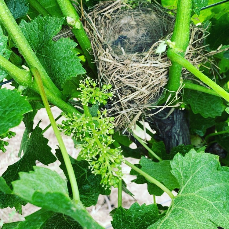 Ausgeflogen? Dabei beginnt die Blüte doch gerade erst 😂😂😂