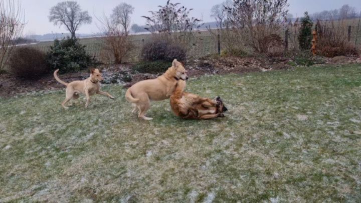 #allesimgriff 🥰 Lucy kann auch mit 3 Jungs 🥰 und keine Spur vom Alter 😅
Hier kann man schön wirklich alle Merkmale von Spiel und Kommunikation sehen und die Korrektur, wenn einer kurz "drüber" schießt! Der kleine Blonde übt sich fleißig.
Mausi, da kann man sich eine ordentliche Scheibe abschneiden 😂
💛 Du bist einfach die beste Biene 🐝💛💛
#mithundensprechen #hundesprache #hundetraining #hunde
hundeschule anders ... wer dabei bleibt und es wirklich wissen und lernen will, kann die schönen Dinge dann doppelt genießen!
tierschutzhunde problemhunde