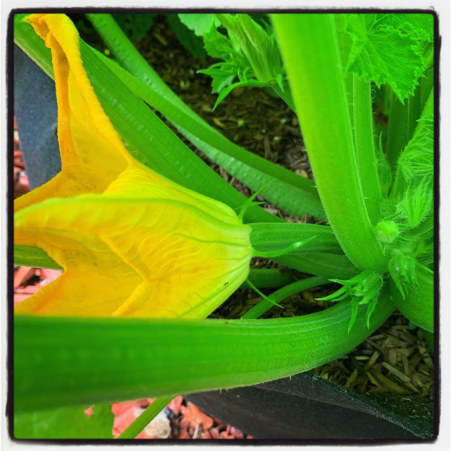 Picking some fresh zucchini! 😋 #OtO #growyourown #organic #zuchinni #garden #gardenchat #gardening #greenthumb