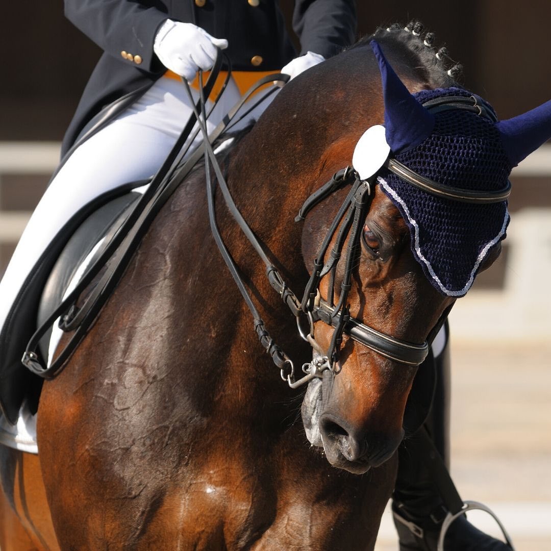 Get to know your Dressage saddles...⬇️⠀
⠀
Dressage saddles are designed for more advanced riders who are regularly competing in flat-work competitions. The saddles enhance the traditional straight-legged and upright torso dressage position. ⠀
⠀
They also have a deeper seat that looks more like a U-shaped curve when viewed from the side which is intended to provide better balance for the rider. ⠀
⠀
Dressage saddles have straight flaps and are made from lightweight, thin material which provides the rider with closer leg contact for precision moves!⠀
⠀
You'll be able to shop a whole range of Dressage saddles straight from us when we launch in July 😁⠀
⠀
⠀
#Dressage #DressageSaddle #uksaddlery #saddlesforsale #saddleup #usedsaddles #newsaddles #equestrian #horseownersofinstagram #horselife #equestrianlife #equinehour #equinelove #westernlife #countrylife #horserider #equinelove #countrysideliving #countryliving #horsegirl #Generationsaddle #equestrian #saddletrader #equinebiz #equinebrand #dressageriding #dressagelife #equineservices