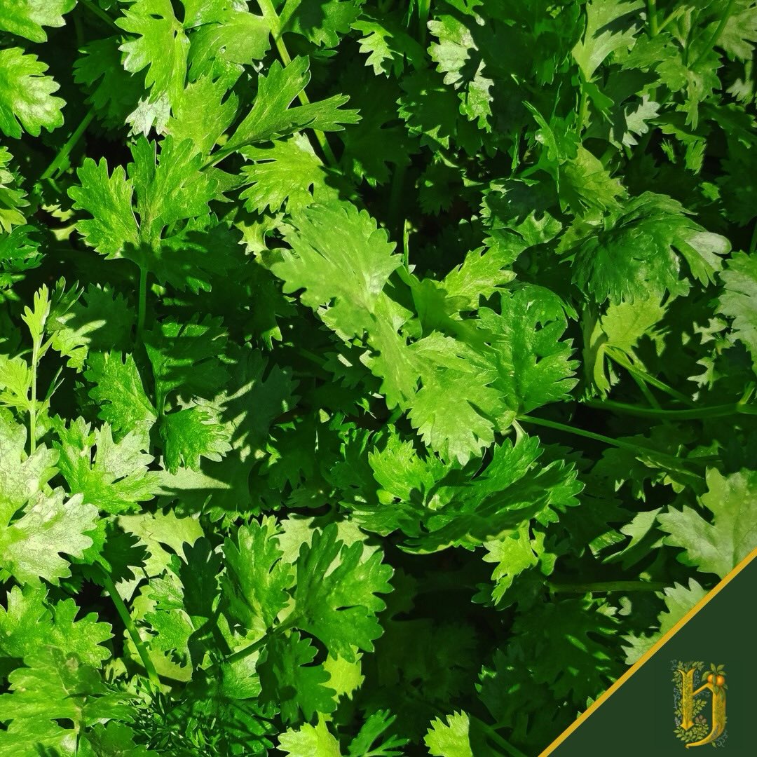 5 - CORIANDOLO
Coriandrum sativum
Semi piccoli, rotondi, quasi timidi.
Ma dentro? Un mondo di aromi.
In Herbarium, il coriandolo è:
👉🏻 Freschezza agrumata
👉🏻 Una nota speziata gentile
👉🏻 Il ponte tra il dolce e l’amaro
È la botanica della leggerezza.
Quella che alleggerisce senza togliere peso.
Quella che fa respirare il palato.
5 di 7 botaniche friulane.
Ognuna ha il suo ruolo. Ognuna è insostituibile.
⚪ Herbarium
#Coriandolo #VermouthNaturale #Herbarium #Friuli #lacricca