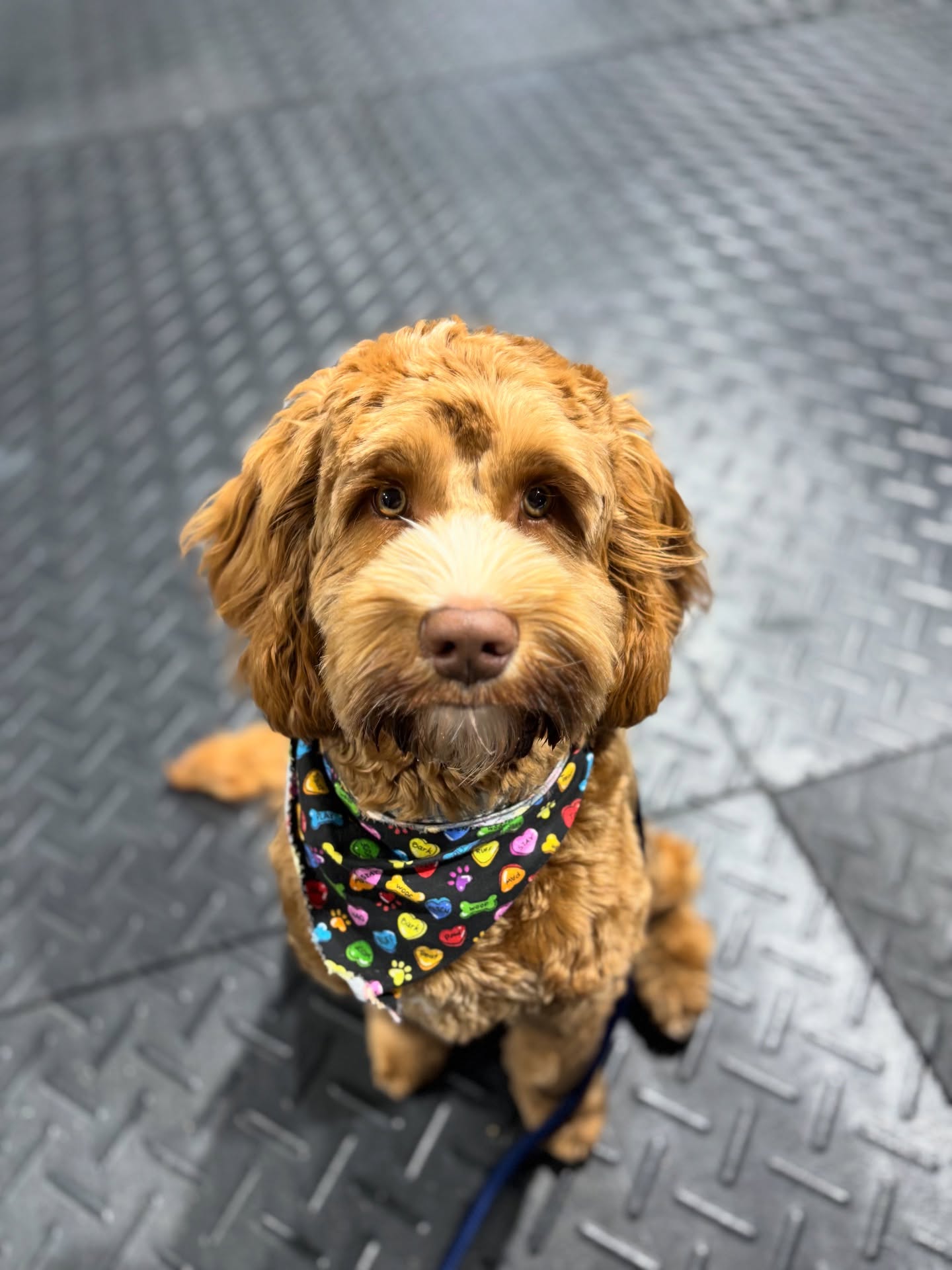 Cuteness overload at our group class
@thecoop_sav
#dogsofsavannah #puppytrainingclass #puppytraining