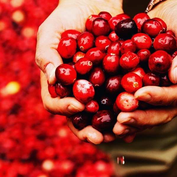 In #season #autumn #cranberries Many people consider cranberries to be a superfood due to their high nutrient and antioxidant content. In fact, research has linked the nutrients in cranberries to a lower risk of urinary tract infection (UTI), the prevention of certain types of cancer, improved immune function, and decreased blood pressure #goodforyou #benefits #healthy #fruit #berries #greatfood #themediterraneanway #lifestyle #wayofliving #chefmed2019 #carmelocarnevale