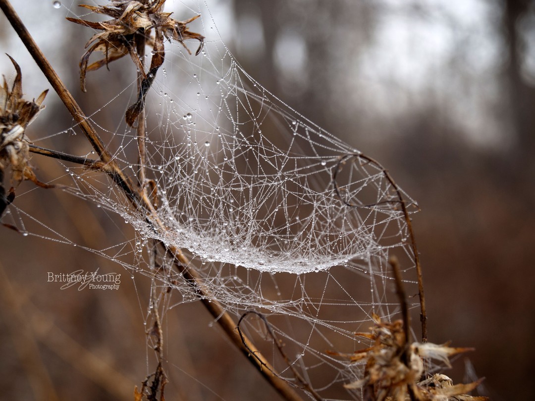 🕸
.
.
.
#photography #art #creative #photooftheday #photo #nature #picoftheday #like #follow #beautiful #art #photographer #travel #instadaily #naturephotography #flower #potd