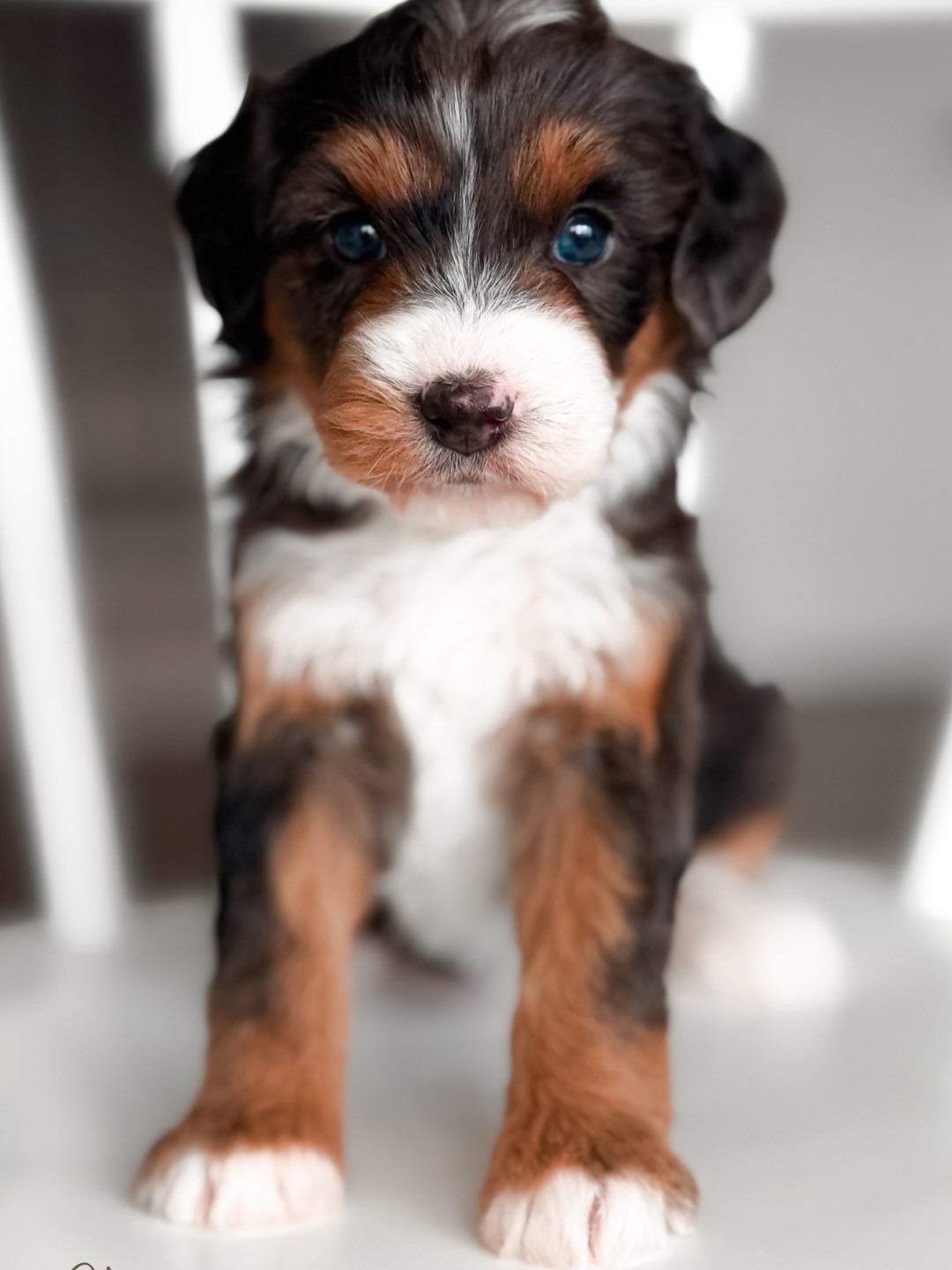 Five weeks in, and Hazelโs tiniest little crew is reminding me exactly why we named this litter โJoy is in the Journey.โ
Somehow I managed to take every photo in 16:9 (whoops ๐
), but honestly it feels like the perfect excuse to slow down and really take them in over on our website. Every single one deserves their own moment.
This litter is just breathtaking. So petite, so cuddly, and yet already so confident. Even our biggest pup is only tipping the scales at 3 lbs, and they all have the sweetest, softest presence about them.
Behind the scenes, theyโre doing amazing! Working through their daily curriculum, getting the hang of potty trays, and this week we begin closed-door crate comfort training alongside a sibling. Watching these tiny heart healers-in-the-making grow is truly the best part.
We do still have spots open for this litter ๐ค
Theyโll be heading home just before Valentineโs Day which feels pretty perfect if you ask me.
Apply on our website and come follow along on their journey ๐พโจ