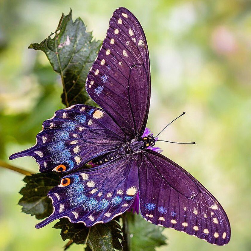 The Hormones of Metamorphosis – Wow!
“In insects, growth and metamorphosis are controlled by hormones synthesized by endocrine glands near the front of the body (anterior). Neurosecretory cells in an insect's brain secrete a hormone, the prothoracicotropic hormone (PTTH) that activates prothoracic glands, which secrete a second hormone, usually ecdysone (an ecdysteroid), that induces ecdysis. PTTH also stimulates the corpora allata, a retrocerebral organ, to produce juvenile hormone, which prevents the development of adult characteristics during ecdysis. In holometabolous insects, molts between larval instars have a high level of juvenile hormone, the moult to the pupal stage has a low level of juvenile hormone, and the final, or imaginal, molt has no juvenile hormone present at all. Experiments on firebugs have shown how juvenile hormones can affect the number of nymph instar stages in hemimetabolous insects.” - www.wikipedia.org
Photo of Eastern Black Swallowtail by @peleides
One of the easiest ways to contribute to butterfly habitat is to help plant trees by switching your web browser to @Ecosia to plant trees for free while you search the web. Ecosia.org is the ‘search engine that plants trees’ by donating 80% of their advertising revenue to effective tree planting projects around the world with a focus on biodiversity hotspots.
Subscribe to @_trees_are_awesome for more inspiring nature content and to connect with easy ways to plant trees around the world.
#treesareawesome #trilliontrees #reforestation #generationrestoration #butterflylovers #butterflies #butterfliesofinstagram #butterfliesoftheworld #butterflylove #butterflylover #wildnature #wildlife #wildlifehabitat #habitat #biodiversity #wildlifeplanet #wildlife_inspiration #wildanimals #naturephotography #mothernaturerocks #treeconnection #naturegrams #givebacktonature #nature_inspiration #naturebeauty_pix #naturemeditation #natureinspiredbeauty #naturelifeearth #naturelifeearth #mothernaturerocks