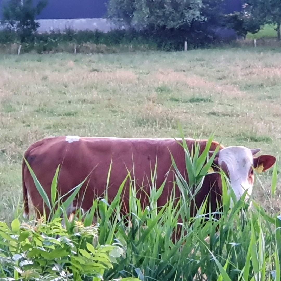 Lets talk neighbours! Also wenn euch eure auf den Geist gehen - wie wärs mit denen hier? Haben zwar Stalking-Tendenzen, aber dafür gehen sie früh ins Bett!
#tinyescapehamburg #tinyescape #escapehamburg #naturerlebnis #reisenindeutschland #travelgermany #weroamgermany #minimalism #rückzug #zufluchtsort #trip #weekendtrip #tinyhouserentals #tinyhouserental #tinyhousebuild #tinyhouseairbnb #airbnbhomes #airbnbcabin #tinycabin #cabinstay #cabinrentals #glampinghub #tinyhouseonwheels #adventurehomes #sternenhimmel #loftbed #himmelbett #sleepoutside #adventure