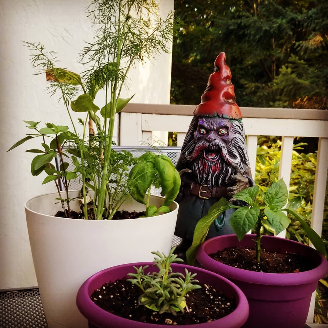 My summer herb garden, complete with zombie garden gnome!
#zombie
#gardengnome
#gnomesofinstagran #gnome #witchesofinstagram #occult #herbs #witchcraft #wisecraft #pagansofinstagram #greenwitch #solitary #solitarywitch #summertime