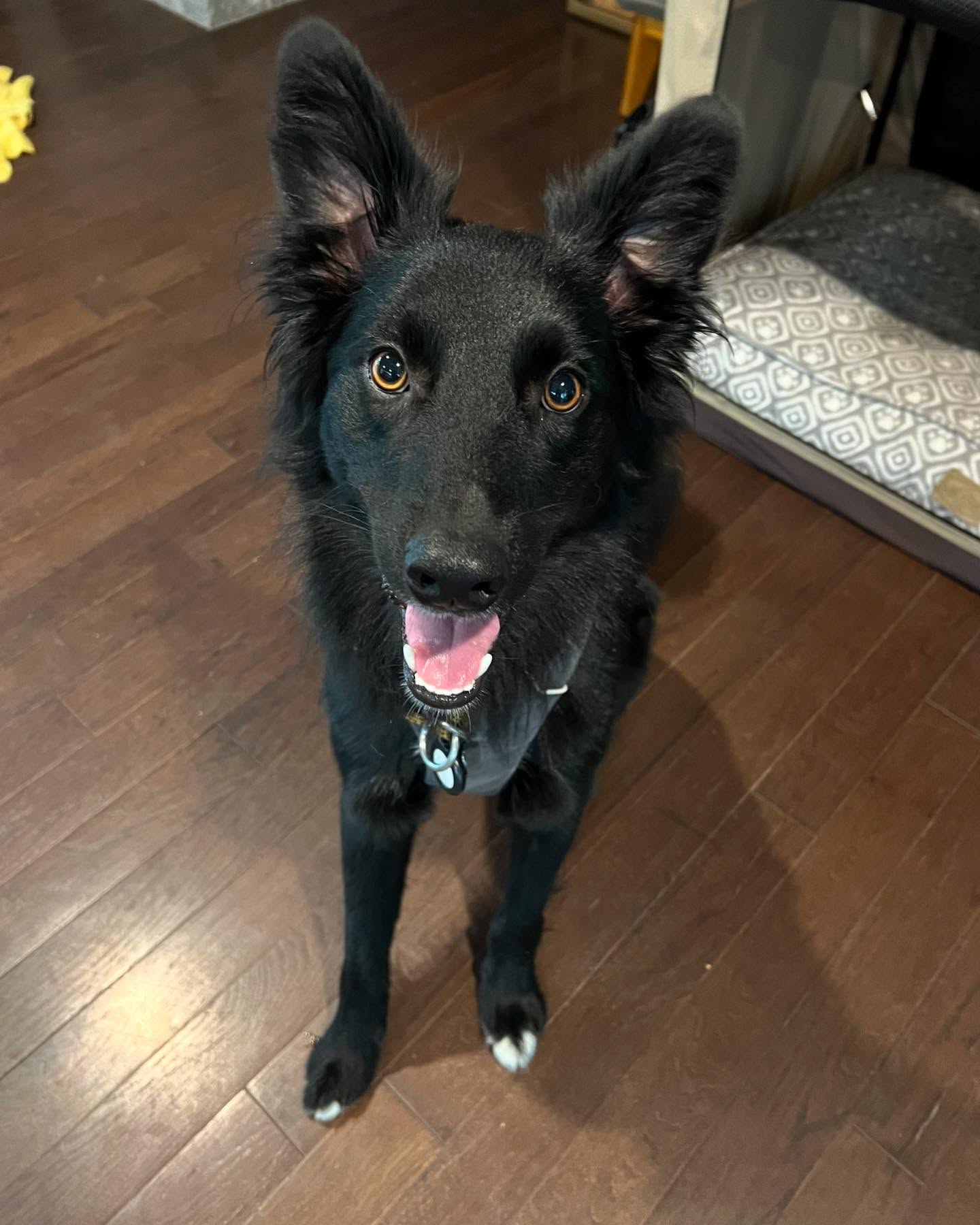 This client of mine was rescued by the kindest couple. They’ve been working so hard to harness his big brain to battle his big feelings towards triggers that move (bikes, dogs, motorcycles, etc). Foundation behaviors ➕patience, determination, consistency ➕ Step 1 in Click to Calm protocol = progress 🖤🐾