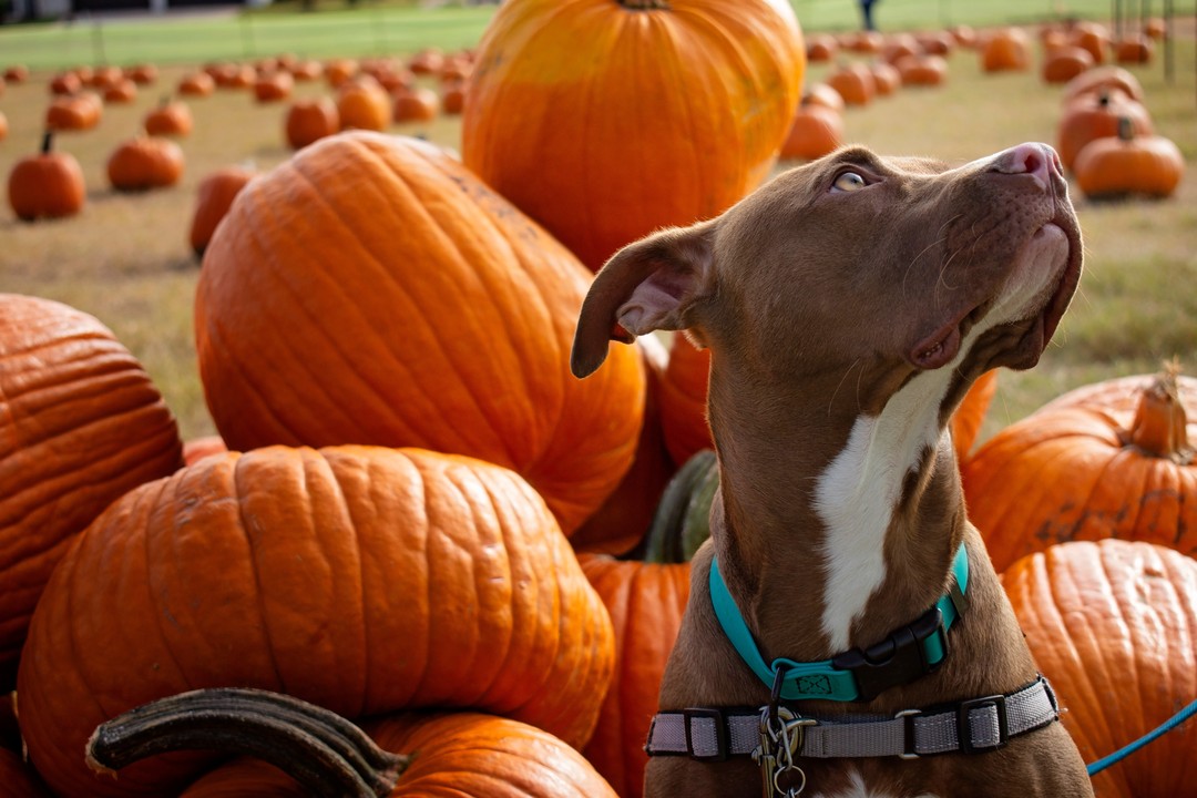 Puppies and pumkins, what more could you want for the first day of November?
.
.
.
#photography #photographer #dallasphotographer #pitbull #dogsofinstagram #instadog #pumpkinpatch #november #pumpkin #dogphotography