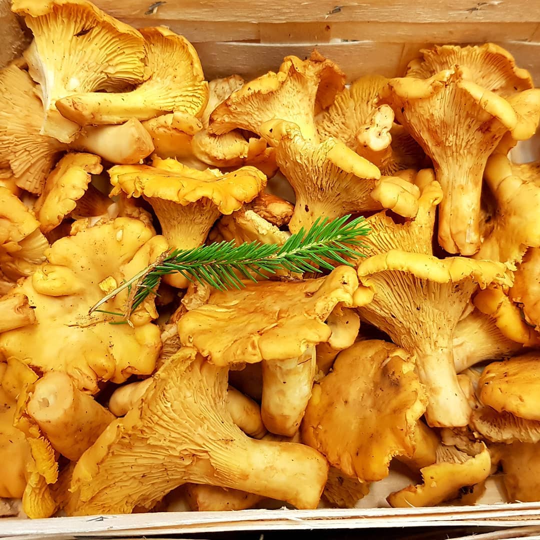 #pfifferlinge #chanterelles #rebozuelos #finferli #mushrooms #pilze #serbia #food #healthy #betterthanmeat #foodie #hamburg #germany #wholsale #fresh