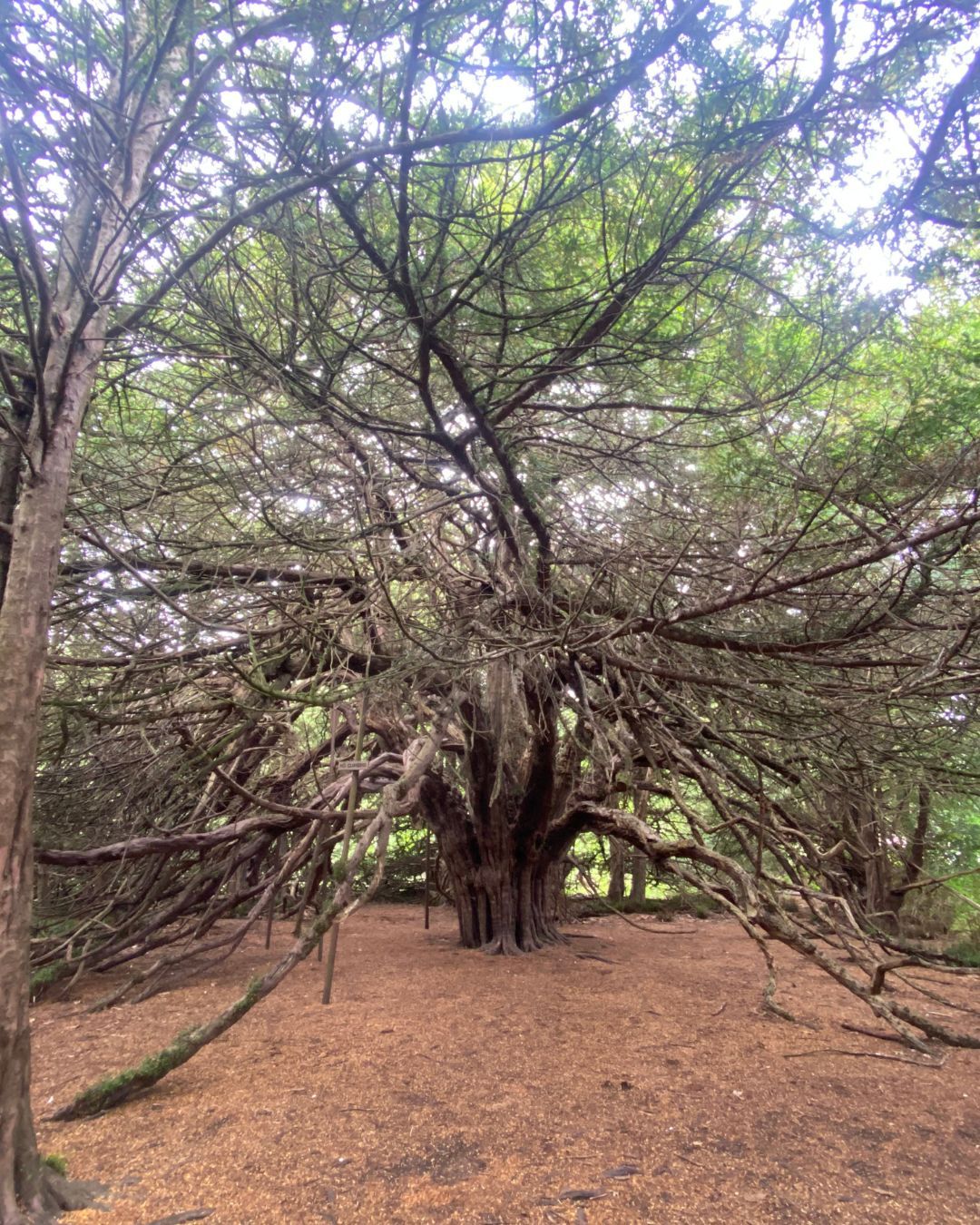 This is the Ormiston Yew.
Isn't she just magnificent?
Just imagine how many children have met her over the 1000+ years she has been here...How many adults have felt their childlike wonder return as they gaze at this tree?
Imagine how much learning you could do with a little forest group here. What do you think the child would choose to do first?
#ormistonyew #forestschool #naturelearning #unschooling #greenheartwellbeing