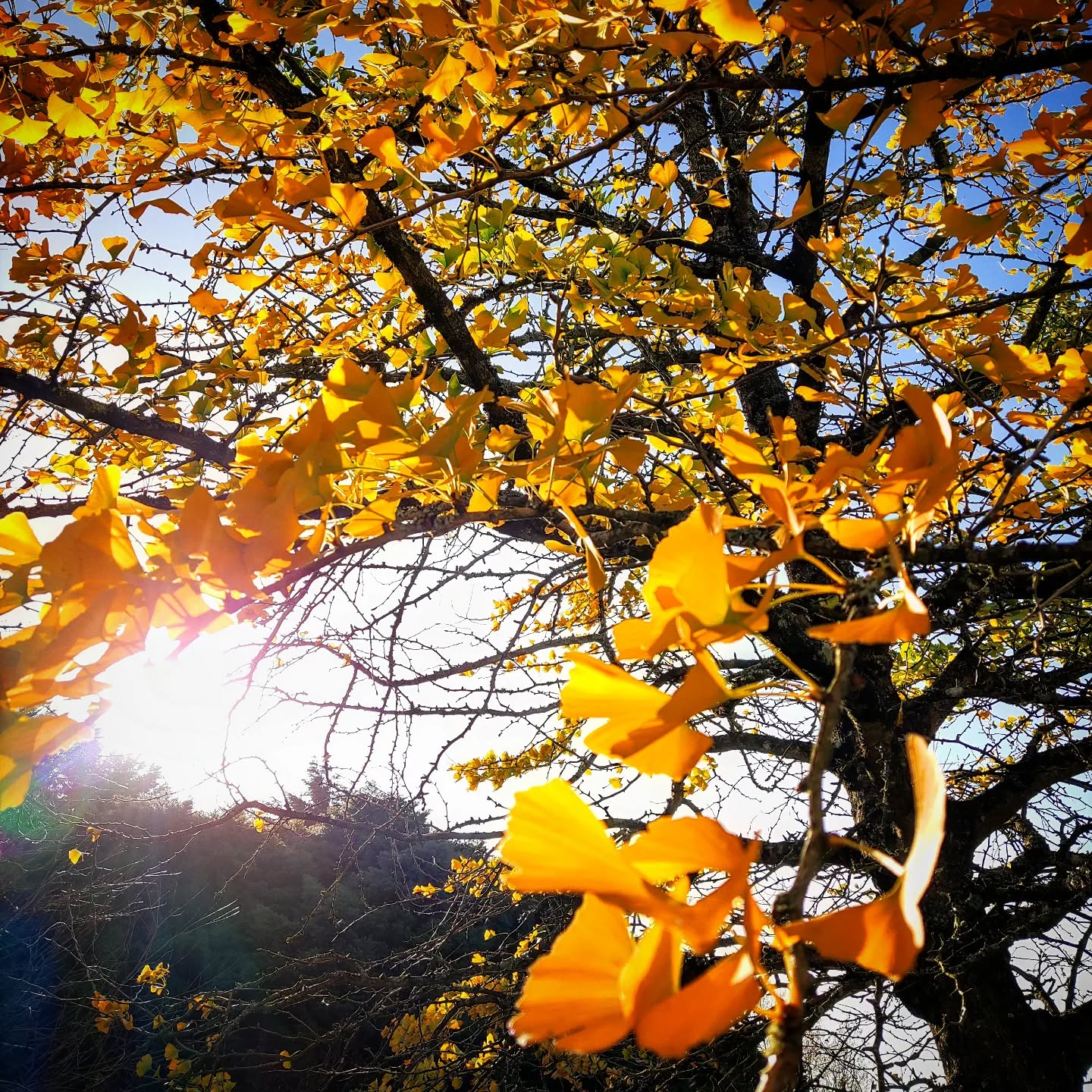 Autumn colours of nature are so beautiful @thegreenhousesparetreat
The Ginkgo Biloba is a species of tree native to China... The species is over 290 million years old!
We are lucky enough to wonder every day at it's beauty, connect with nature and our forgotten past.
It's fascinating to see the Ginkgo's leaves change through the seasons... I feel the texture is like succulents, with a large fan shape full of veins.
They turn from tiny heart shapes into a gorgeous lime green leaf in the Spring to darker green in the Summer sun to these golden yellow in Autumn.
Keep your eyes peeled when you are amongst the trees, watch out for a special and rare moment to take in the incredible ancient Ginkgo Biloba 💚
Join us for your memorable moments this Autumn 🍁
#glamping #spa #ginkgobiloba
#ginkgo
#nature#fascinating #autumn #yellow #gold #moments #memorableday😍 #tgsr #Cornwall #relaxtime #naturetherapy #greentherapy #ancient #timeteam #millions #oldtree #joinus #plantatree