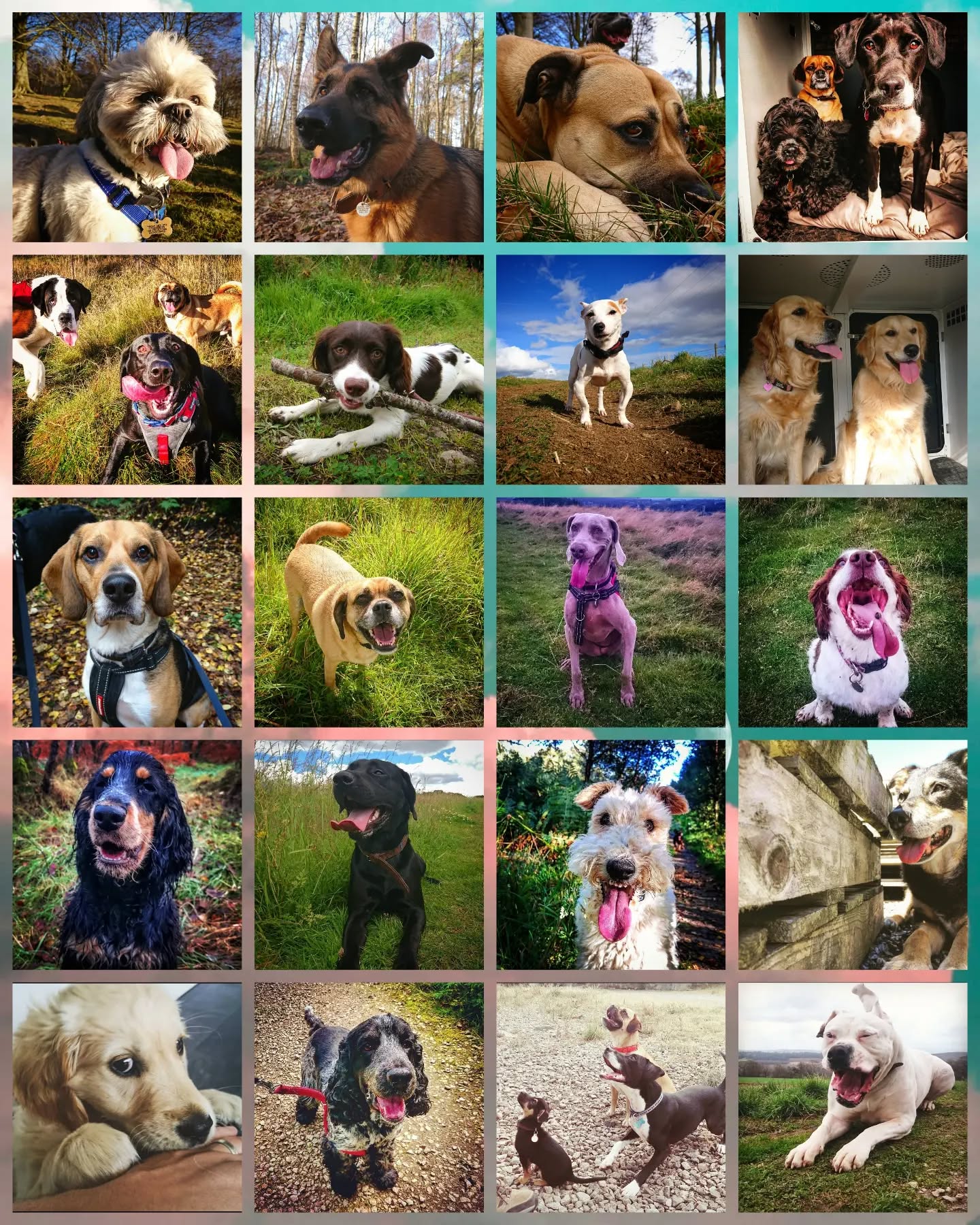 Scottie Dog Walks turns 6 today! 🥳
Thanks to all our clients past and present for allowing us to have the best time possible doing the job we love. ❤🐶
#dogwalker #dogsitting #petsitter #dogwalking #dogsofinstagram #instadogs #dogsofinsta #dogstagram #dogs #instagramdogs #dogsofinstaworld #dogphotography #scotland #aberdeenshire #aberdeen #dogsonadventures #dogs_of_instagram #dogloversofinstagram #doglovers #lovedogs #dogsdaily #dogscorner #dogslife #adventurewithdogs #pawsome #instadog #outdoors #love #work #job