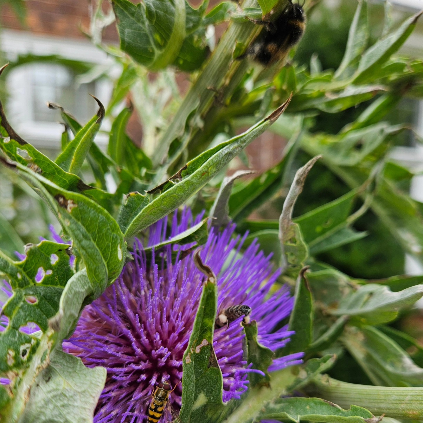 Thistles getting hammered today after the recent rain in Yorkshire. Bumble, honey bee (with full pollen baskets) and a wasp (or is it a hover fly?) topping up with nectar all at the same time.
#derwenthoney #bees #honey #Yorkshirebees #yorksmallbusiness #thistles #pollonatorsunite #insects