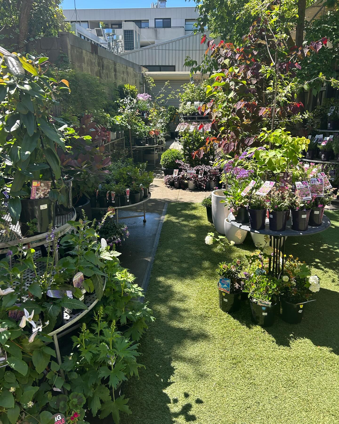 Spring has well and truly sprung at Town and Country! 🪴
#gifts #christmas #kew3101 #gardening #nursery #home #cafe