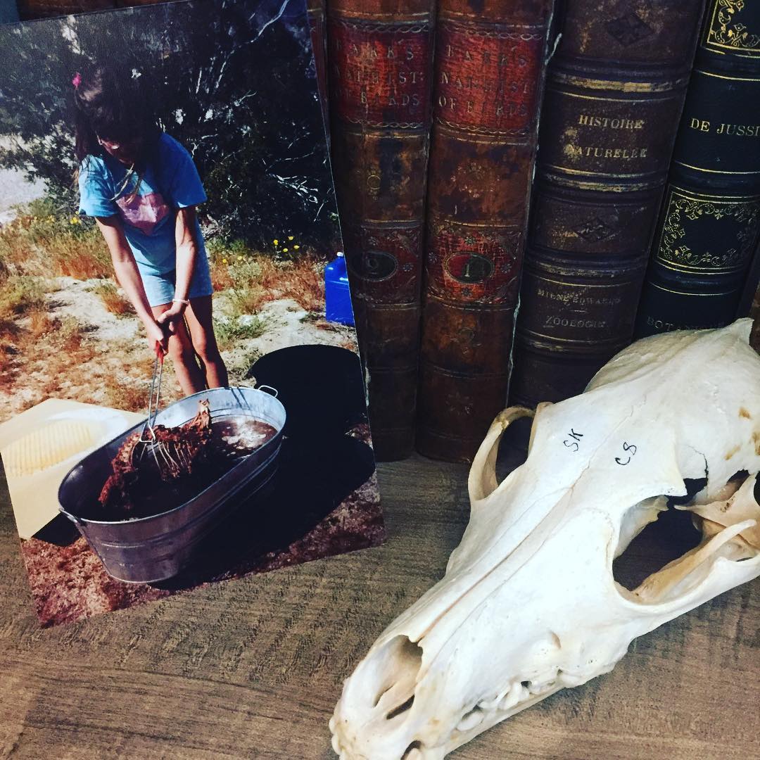 #throwbackthursday to my first ever skeletonization project. I’m 11 years old here, doing some work as a volunteer paleontologist for @anzaborregodesertsp. This coyote was a roadkill donation that needed to be skeletonized for the comparative anatomy collection (bones of modern animals used to help identify fossil bones). .
I helped to skin and gut this guy, and then we boiled the bones to get rid of remaining soft tissue. In the photo I’m stirring the pot and checking the progress of the boiling skeleton! .
I was totally enamored and delighted with the experience. I remember that the thyroid cartilage (at the top of the stack of tracheal rings) survived the boiling process, and I discovered it fit perfectly on one of my fingers! So I proudly wore my cartilage ring every time I was in Anza Borrego, until I grew out of it. 😂
.
#science #womeninstem #womeninscience #coyote #skeleton #grossbutcool #nerdandproud #deadstuff #roadkill