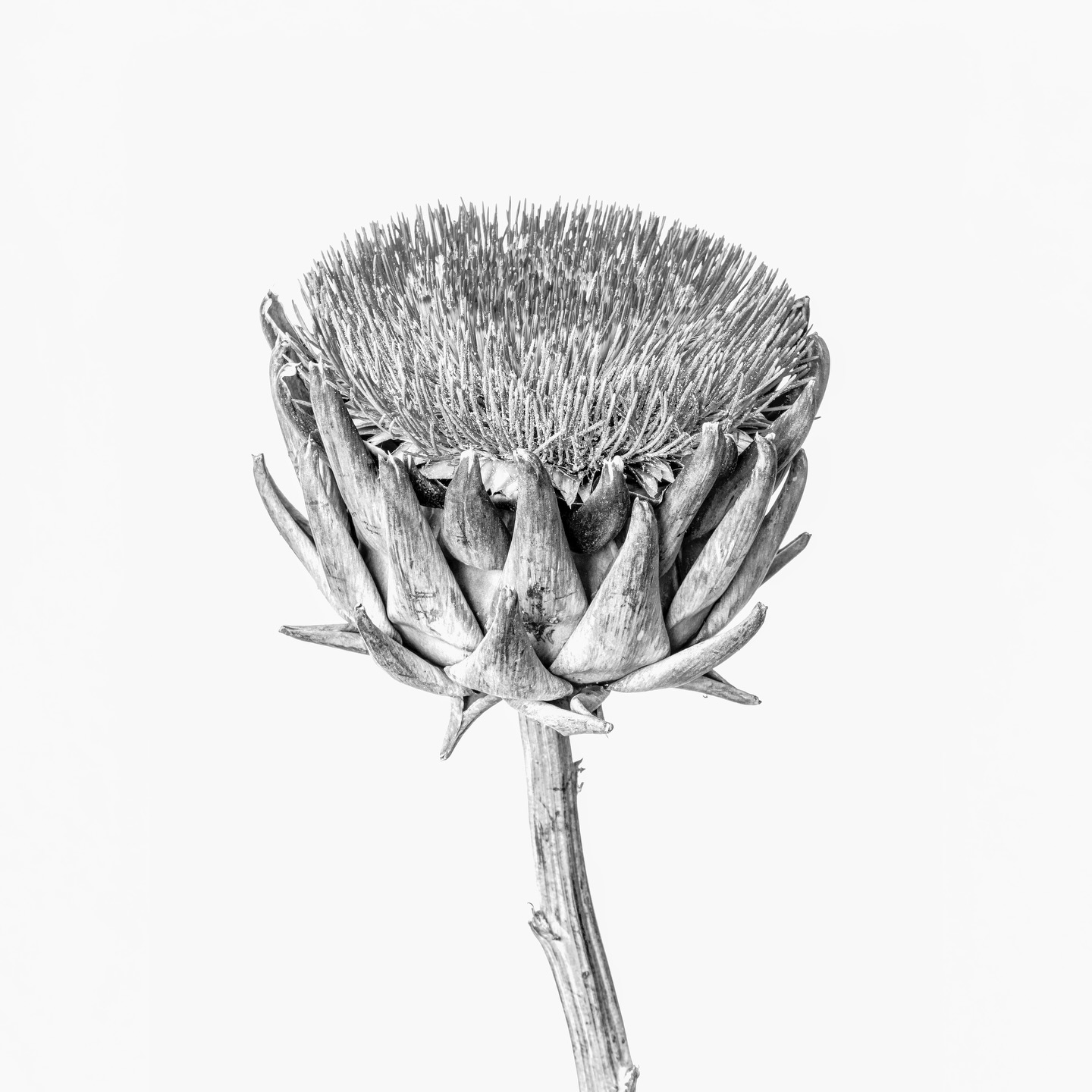 The latest Botanical Studies prints are finished and on their way to new homes.
This project explores plants as sculptural forms — shaped by time, layers, and quiet resilience. Through close observation, something fleeting slowly becomes something tactile and lasting.
These prints were ordered in 60 × 60 cm, produced on Hahnemühle Photo Rag, for a new home defined by modern architecture and a minimalist interior. I love seeing how these quiet, organic forms find their place in clean, reduced spaces.
All works are limited edition prints and come with a certificate of authenticity and matching numbered hologram stickers on both the print and the certificate.
Available via my website ready to hang (frame + passepartout) in Cooperation with @prolab.de or in custom sizes on request.
Grateful for everyone who chooses to live with this quiet work.
#fineartprint
#limitededitionprint
#artforsale
#artforinteriors
#botanicalart