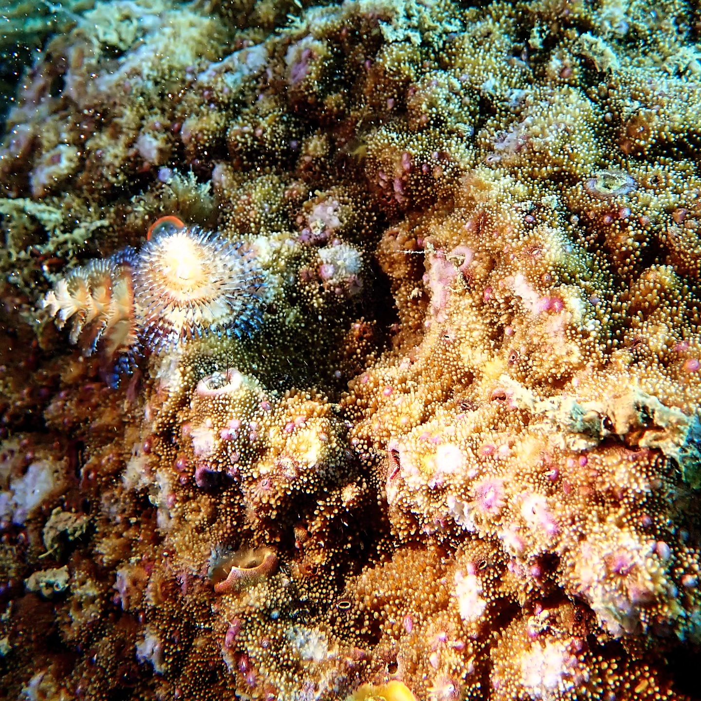 Here's wishing you all a very illuminating and bright Diwali!
May we all get rid of our own evils and brighten our future
.
.
📸: @raj.khosla14
Shot on #olympus #TG6
Diving with @devikas_atelier
@out_at.sea
.
#HappyDiwali #Reef #Ocean #Sea #MarineLife #uwphotography #Corals #Lights #Festival #PadiTv #ssi