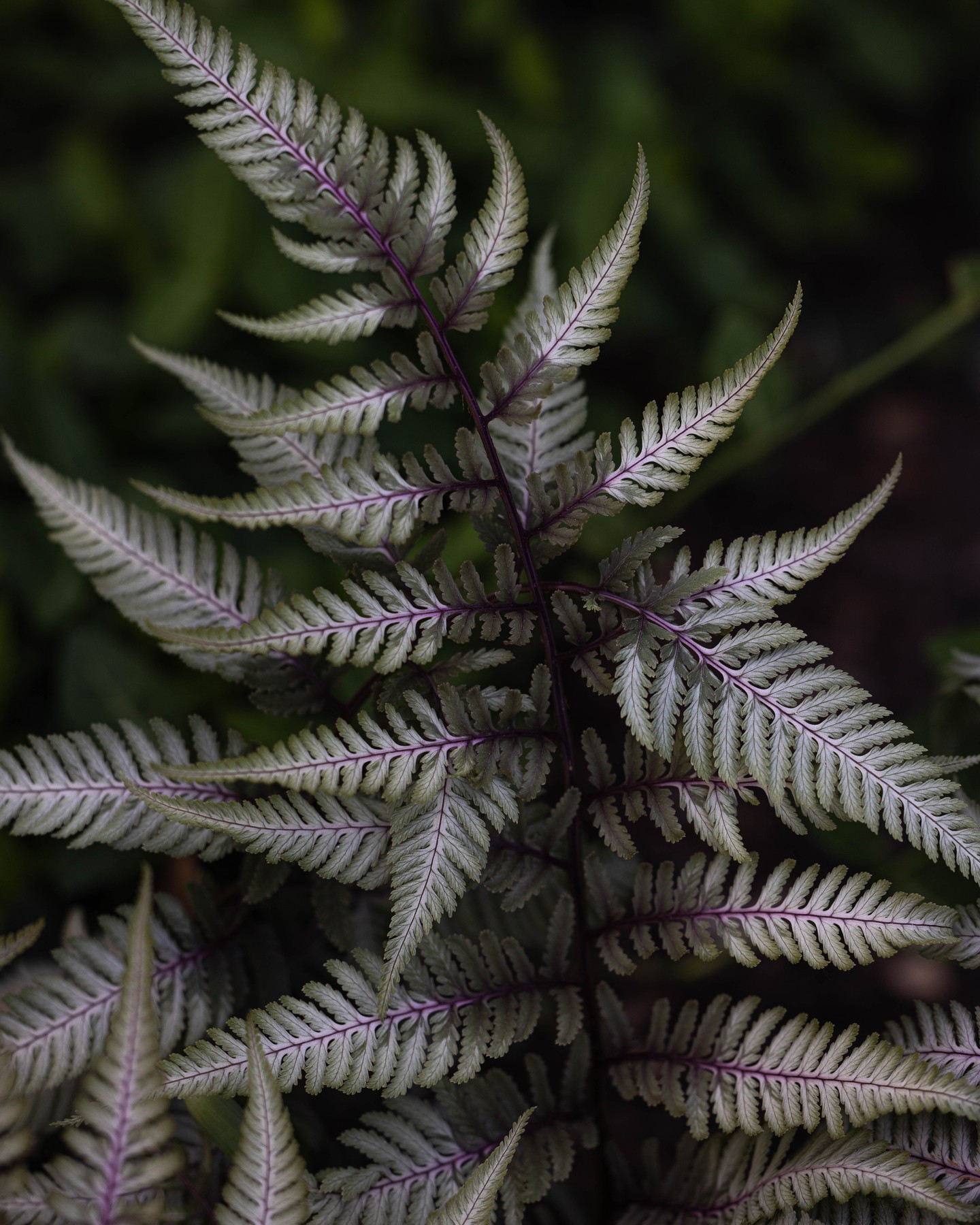 Fancy Fern. 5/24/2024
#springflowers
#stevenscoolidgehouseandgardens
#flowerphotography