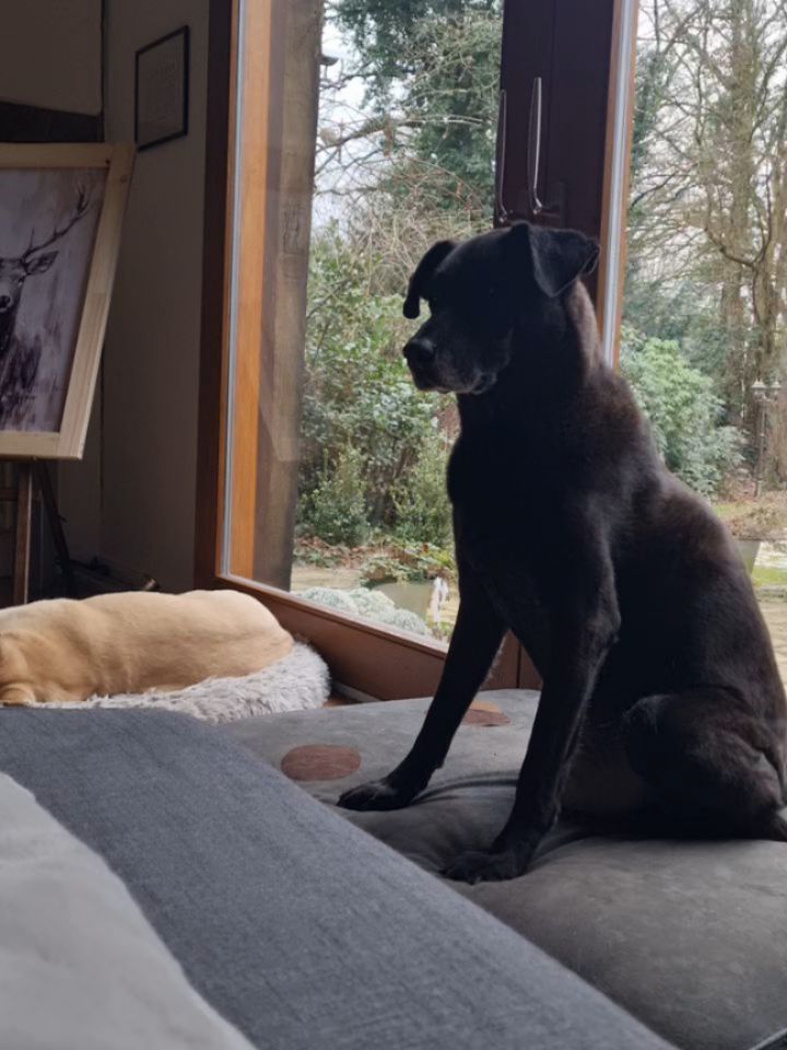 Stillleben Schwarzer Samthund 🤭🖤🩶 Wenn der Moppi sich minutenlang nicht bewegt... worüber er wohl nachdenkt der alte Mann 🥰
#hundeliebe #hunde #dogs