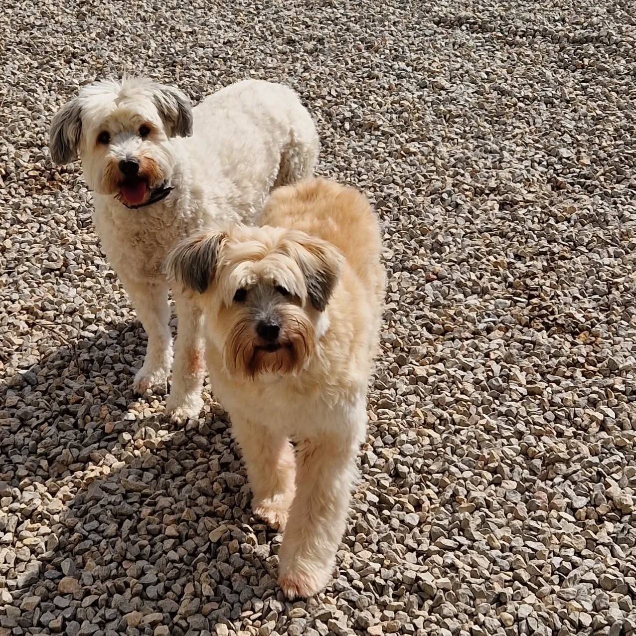 #bergerdespyreneesapoillong#inseparables #copines