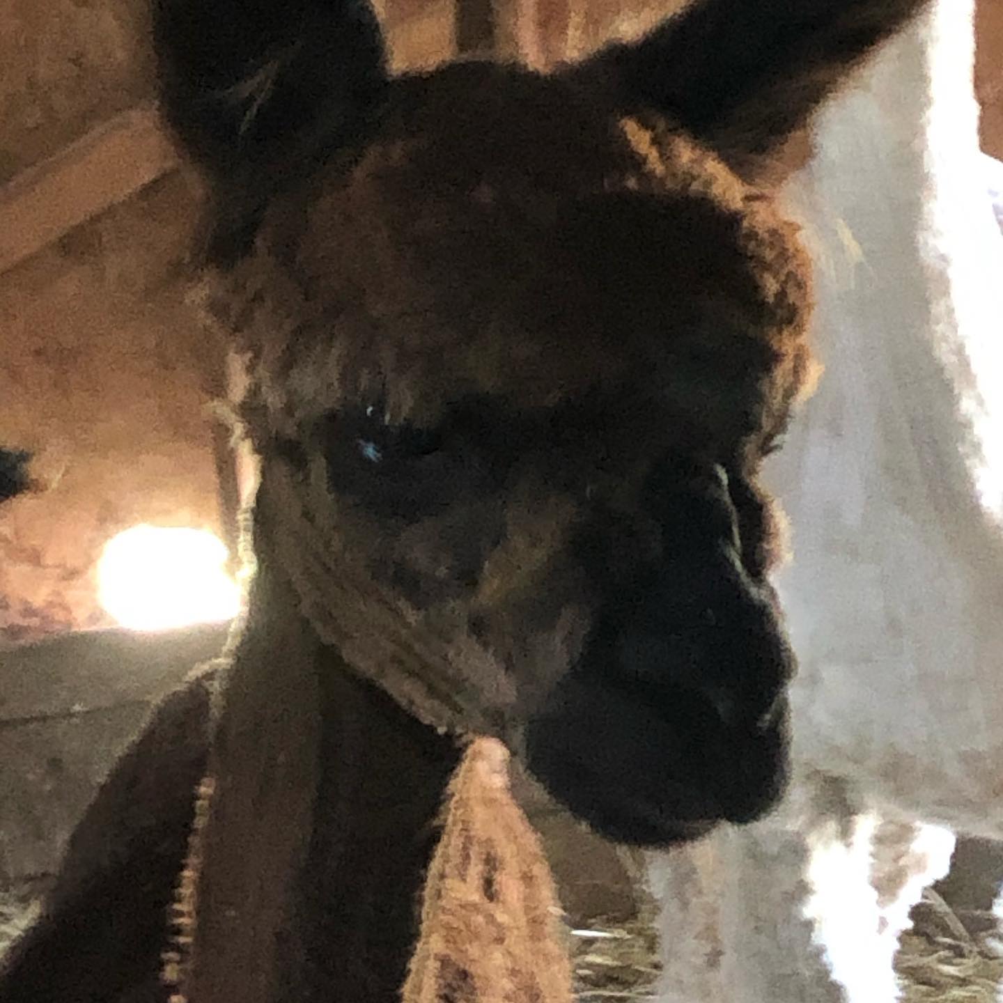 David Hasslehoff the alpaca isn’t quite as cute after his haircut! Www.gulstadsgoodies.com