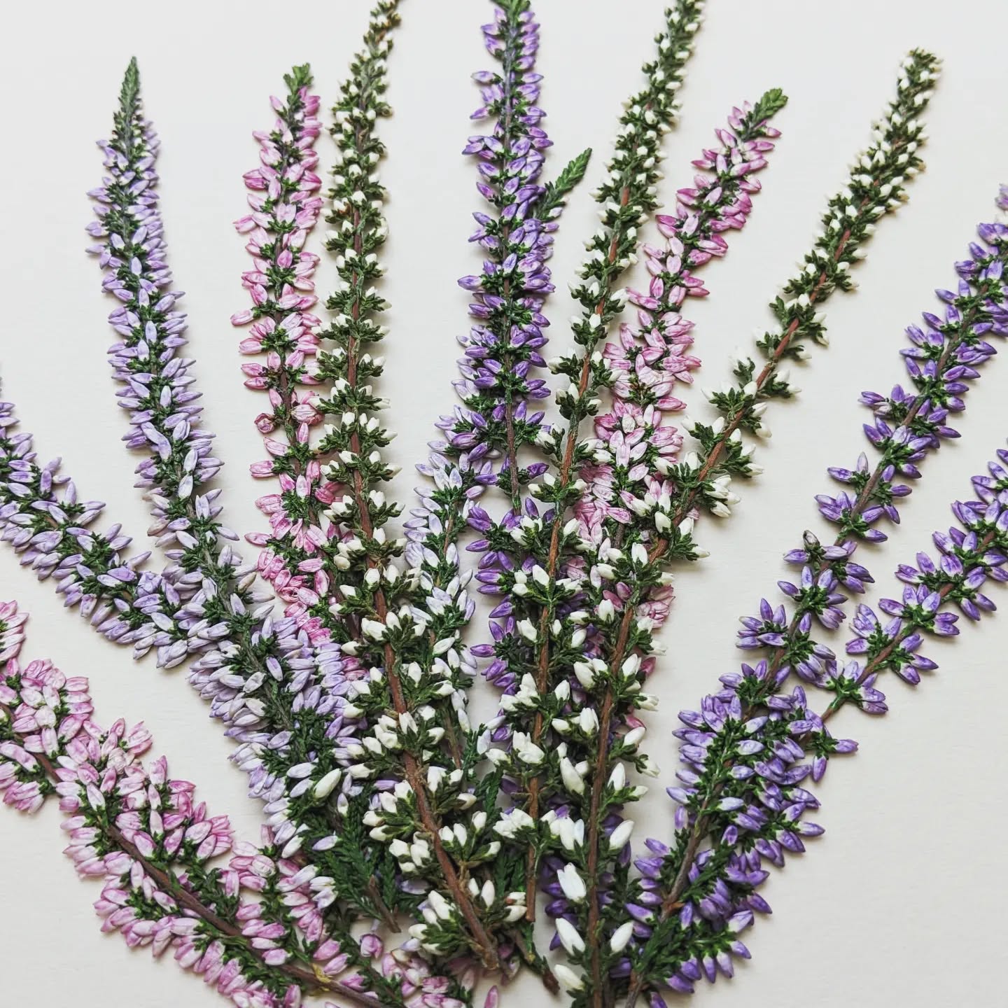 New October addition to our range of pressed edible flowers... These Heather stems are available in 4 delicate colours - lilac, pink, purple and white.
.
.
.
.
.
.
.
#edibleflowers #pressededibleflowers #floracleflowers #heathers #cakeflowers #floral #cakedecoration #pressedflowers #pressedflower