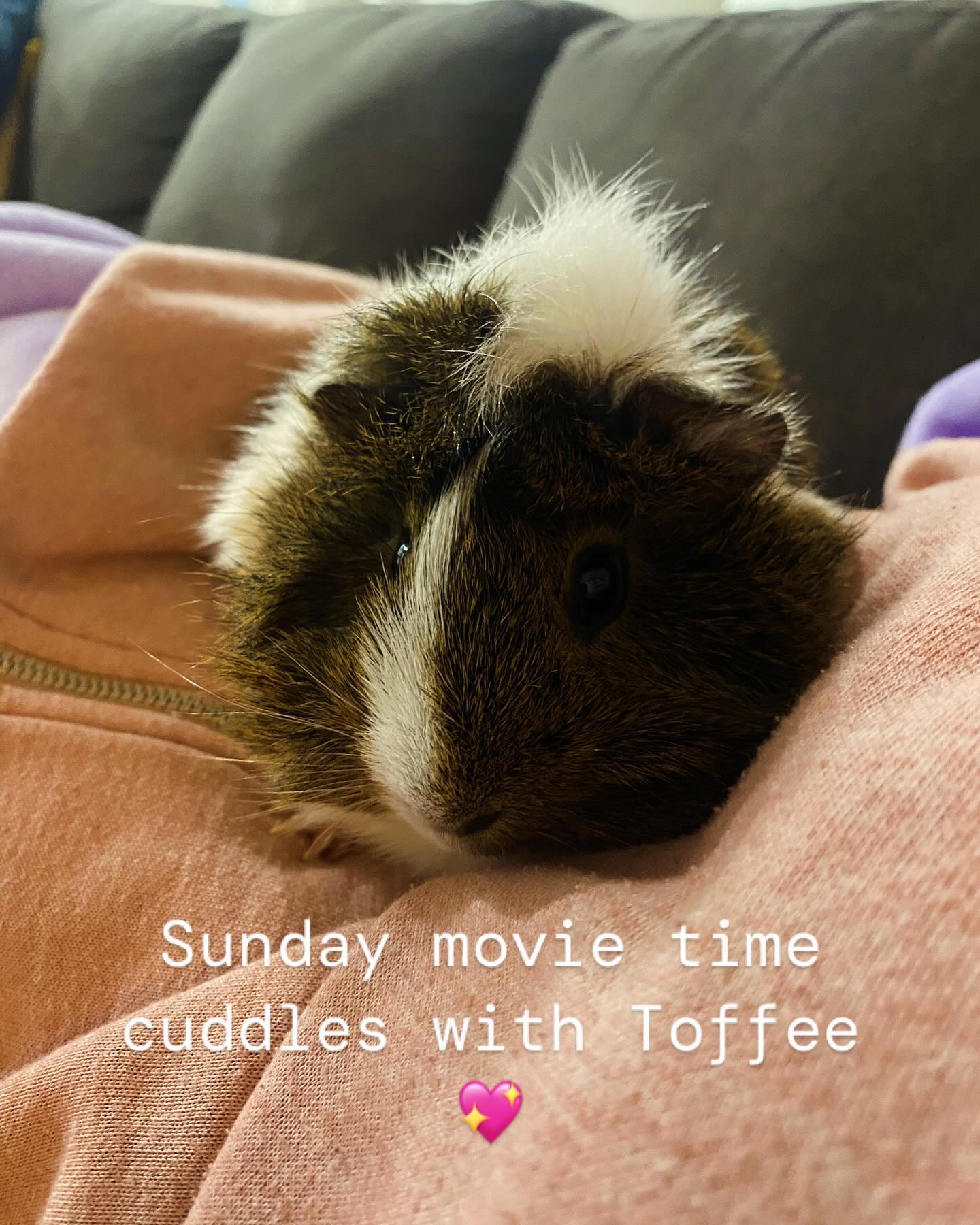 Toffee loves cuddles! Especially when I’m wearing my oodie! 😁💖
#guineapig #guineapigs #guineapigsofinstagram #guineapiglove #guineapiglife #guineapiggies #guineapiggy #absynianguineapig