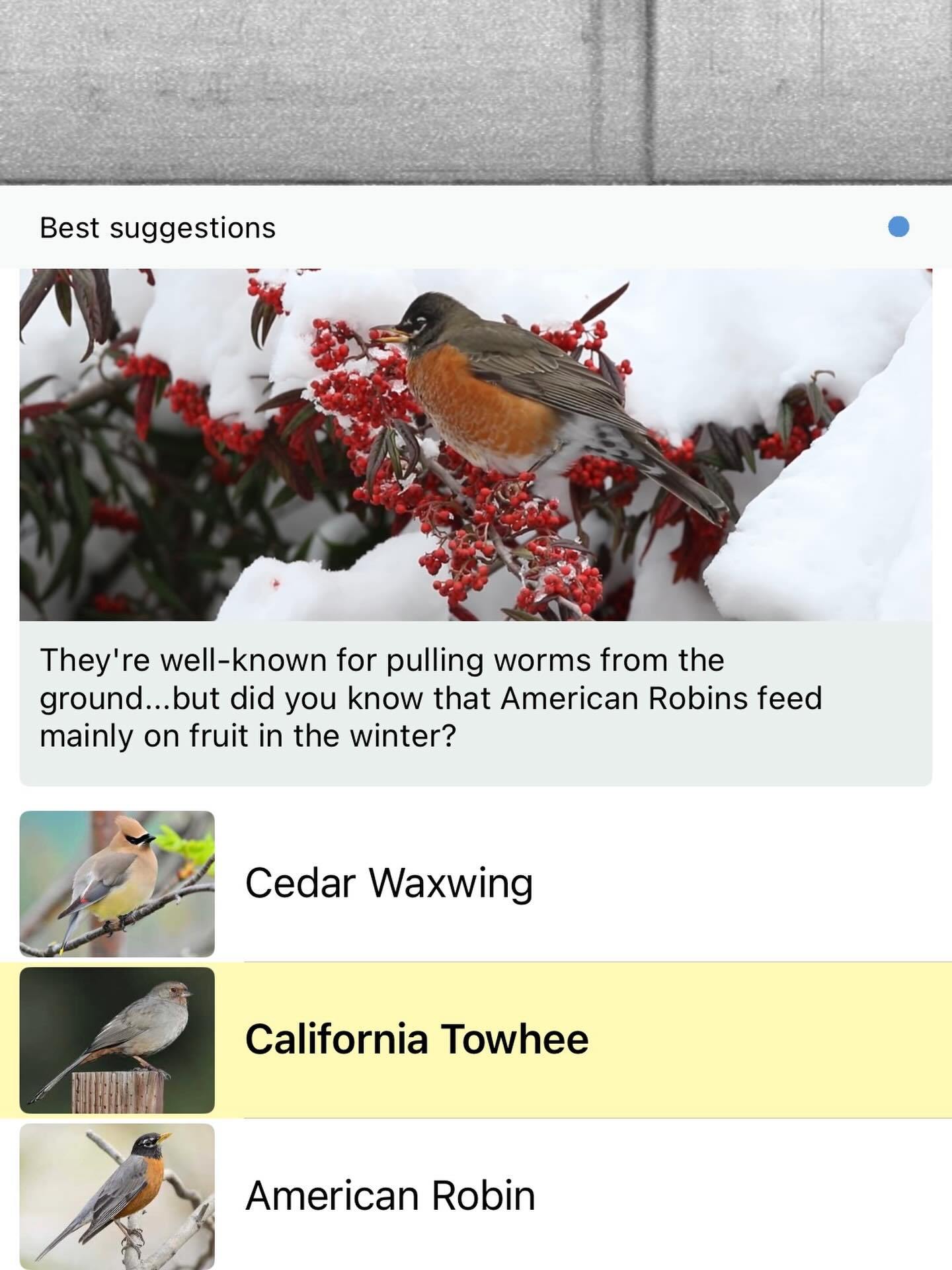 One of my favorite things about Bargetto Winery is their peaceful patio overlooking the creek. I picked up some local birdsongs while I was there yesterday.