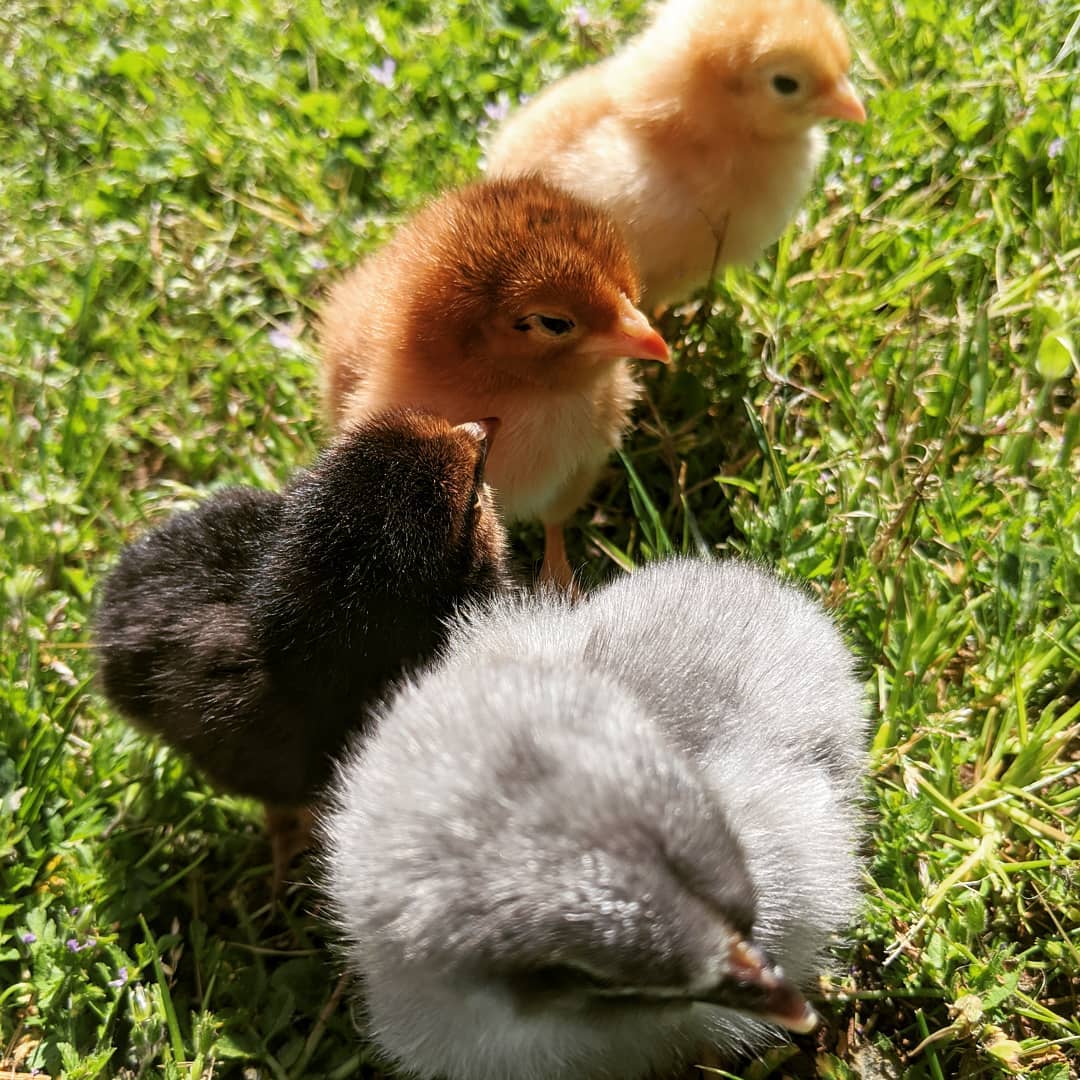 The chicks refuse to distance.