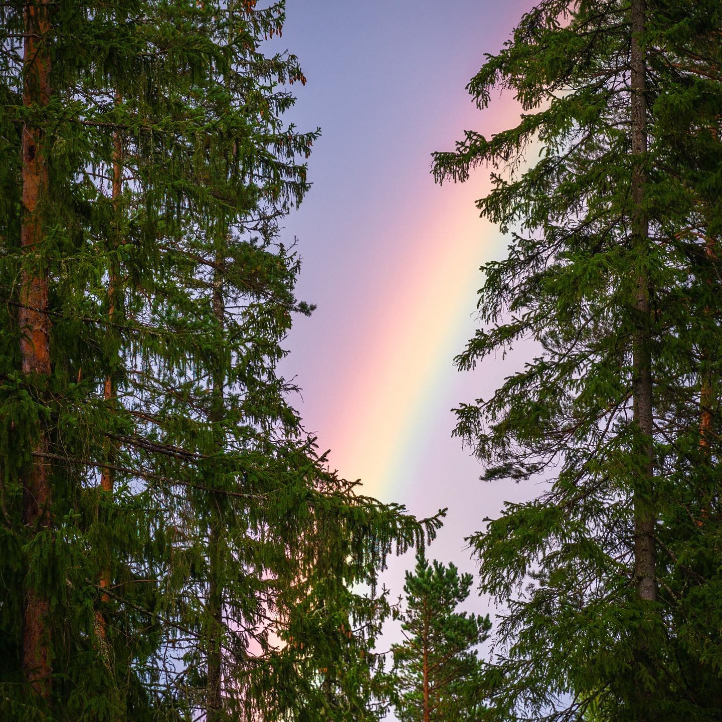 “3 billion trees were planted in national forests and shelter belts by FDR’s Civilian Conservation Corps from 1933 to 1942. In total, close to 3 million workers and their families received support from the CCC between 1933 and 1942. The corps also provided jobs for well over 250,000 salaried employees. This work revitalized U.S. national forests and created shelter belts across the Great Plains to reduce the risk of dust storms. The corps also surveyed and treated forests to control insect pests and created forest fire prevention systems. Corps members created and landscaped 711 state parks, and built lodges and hiking trails in dozens of national parks and monument areas. Many of these facilities are still in use today. Attractions including the Grand Canyon, Grand Teton and Yellowstone National Parks, and Civil War battlefields at Gettysburg and Shiloh bear signatures of CCC work.” -www.treesource.com
Photo by Egor Kamelev
One of the easiest ways to increase the global forest is to help plant trees by switching your web browser to @Ecosia to plant trees for free while you search the web. Ecosia.org is the ‘search engine that plants trees’ by donating 80% of their advertising revenue to effective tree planting projects around the world with a focus on biodiversity hotspots.
Subscribe to @trees_are_awesome for more inspiring nature content and to connect with easy ways to plant trees around the world.
#treesareawesome #trilliontrees #reforestation #generationrestoration #treeplanting #planttrees #treeconnection #treelovers #treesrock #treeplanter #plantmoretrees #treeloves #seedlings #seedling #foodforests #forestrestoration #greenjobs #reforestationproject #forestlovers #futureforest #loveforests #givebacktonature #nature_inspiration #naturelifeearth #naturelifeearth #nature_good #amazing_nature #nationalparks #nationalforests #loveforests