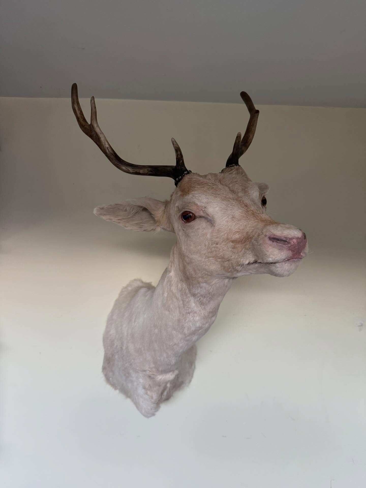 White fallow sorel complete. There’s plenty I’d do differently, but the main thing is the customers happy. I’m glad I pushed myself, I made a form from scratch for this beast. I’d probably get a pre made form for something this large if I were to do it again. A huge amount of work goes into something as big as this.
#fallow #taxidermy #gamehead #commission #deer