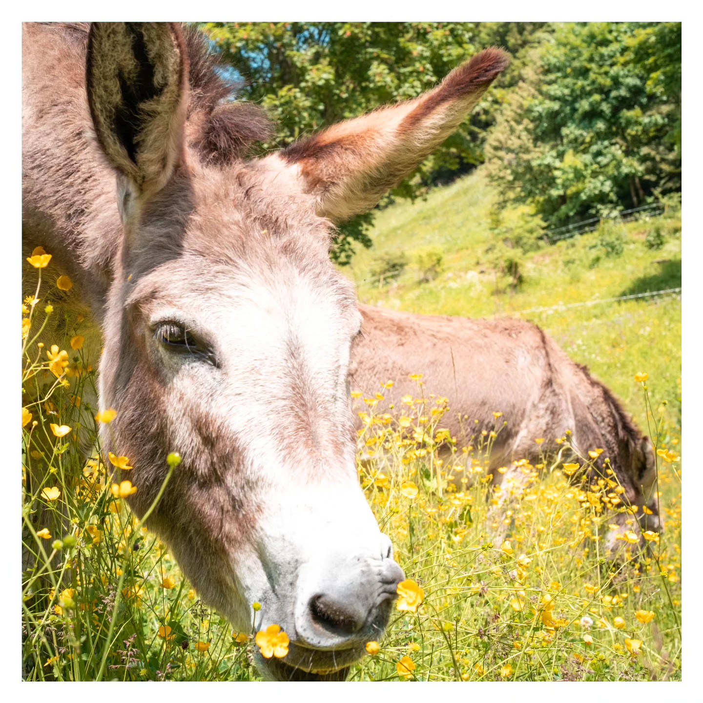 Les reines de la ferme 👑
