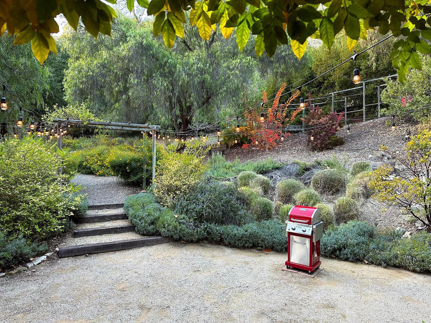 Thanksgiving. It’s an ideal day to thank every guests that has embraced our cabin and garden this year. Wishing all of you the very best. We look forward to returning guests that are now friends. Blessings to you all.