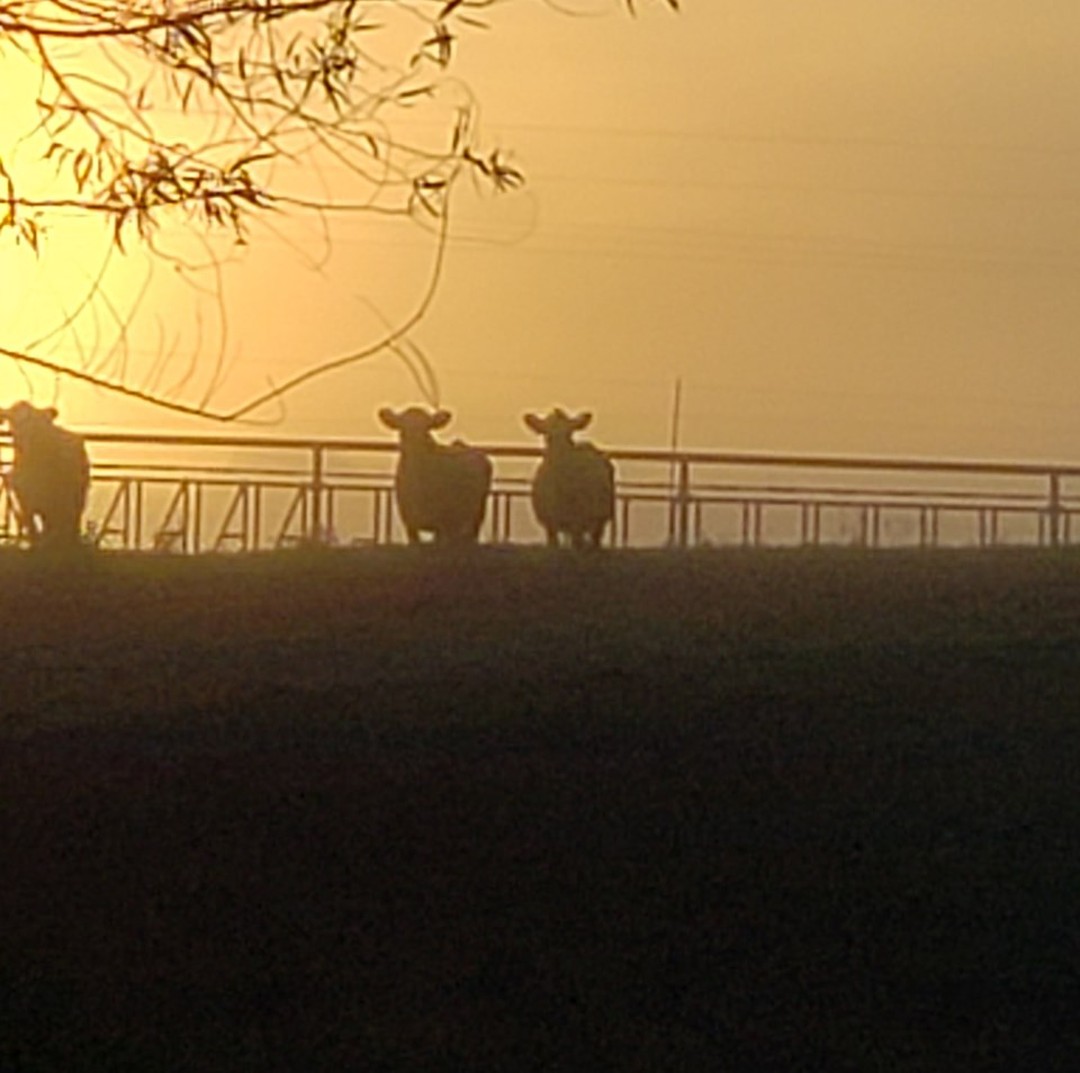 NOTE: Despite the changing of the time, our hours are always #sunrise to #sunset. We have stunning views we love to share. #alabamaequine