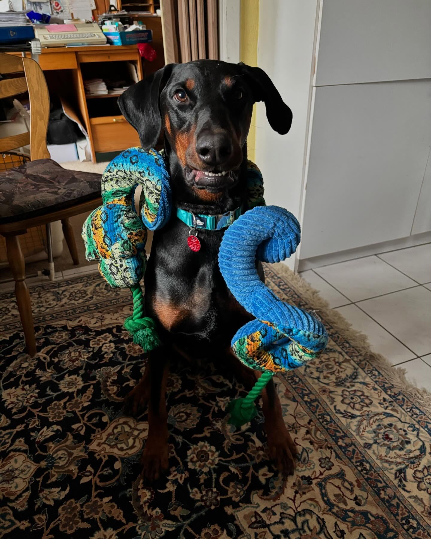 Ein glückliches Dobertier