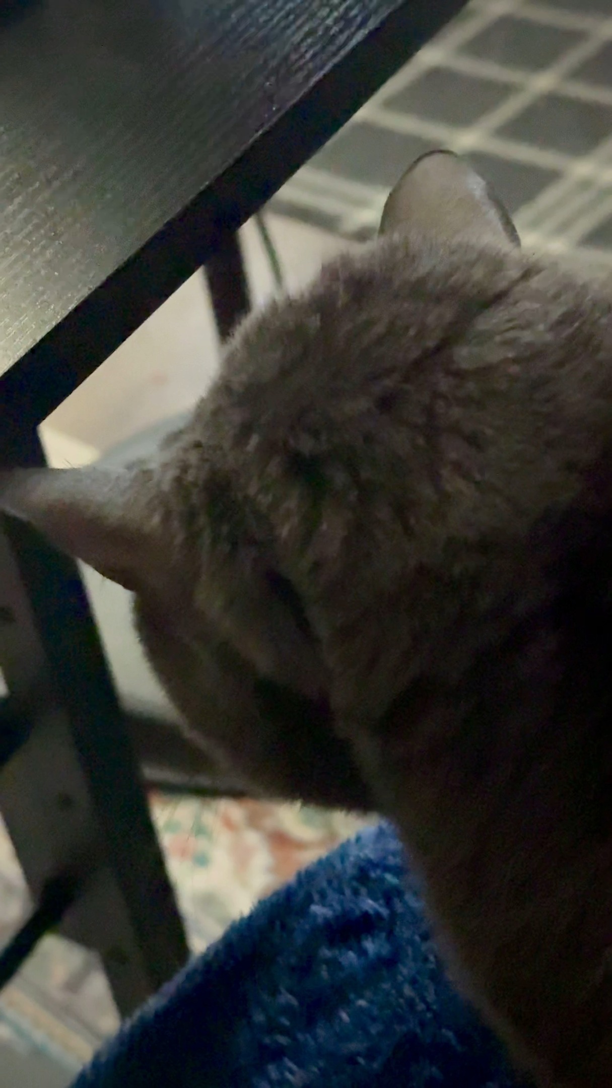 If you aren’t singing songs to your cats, then what are you even doing?
#cat #cats #catsofinstagram #catlover #catstagram #catlife #kitten #catlovers #instacat #dog #pet #cute #kitty #love #meow #instagram #of #catoftheday #pets #gato #kittens #animals #cutecat #catlove #art #gatos #adoptdontshop #petsofinstagram #kittensofinstagram #animallover