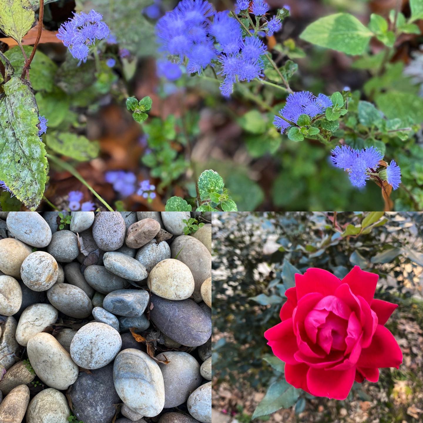 “This is the real secret of life - to be completely engaged with what you are doing in the here and now. Instead of calling it work, realize it is play.” - Alan Watts
It’s amazing how we forget how marvelous nature is. The vibrant colors and shades captivated my spirit as I placed all of lifes worries in a box. Mindfulness was at play and I left the worrying for another day.
If possible go out and activate that inner child and explore your surroundings as if it were your first time. You’d be surprised at what you might find.
#ampmwellnes #ampmmindfullnes
Dm or email us pictures or ideas on how you practice wellness. Info in bio :)
Caption submitted by our A.M P.M Community Member @sixwists