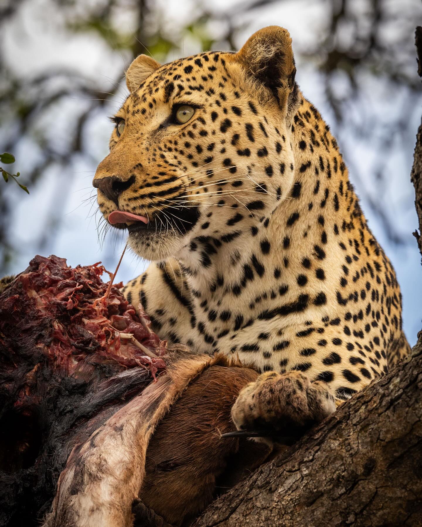 Lions and Leopards…a combination of strength and cunning guile….that’s how two magnificent cat species live together, use the same habitat, hunt similar prey. Lions are big, bold and in your face. Leopards hide, only being seen by us when they allow it, ready though to dash for cover at the site of a lion. A tension fills the air when lions and leopards are near each other…it’s drama and African safari at its best.