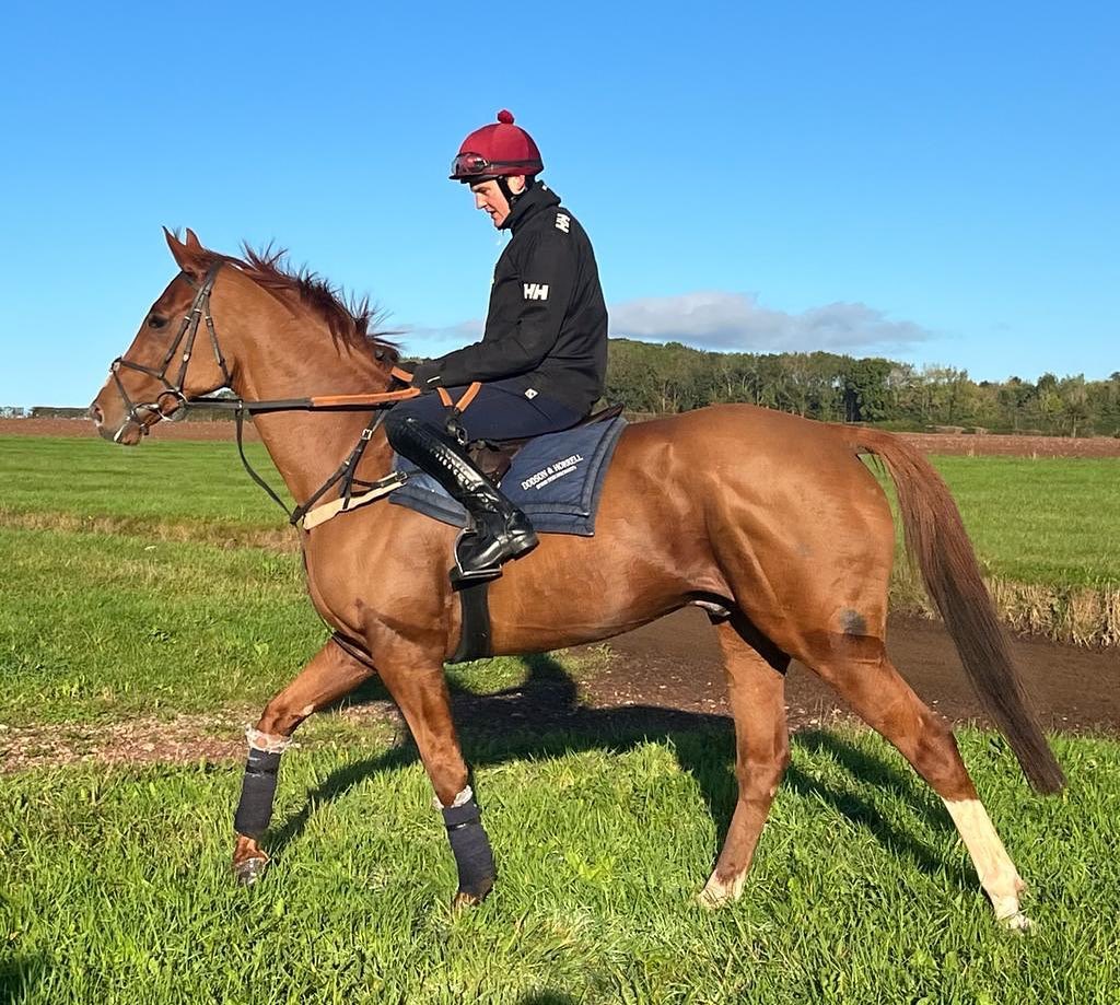 In preparation ….👌❤️👌#thoroughbredsofinstagram #thomassymondsracing #teamsymonds #britishbreeding #nationalhuntracing #redmillshorsefeeds #gundoggin