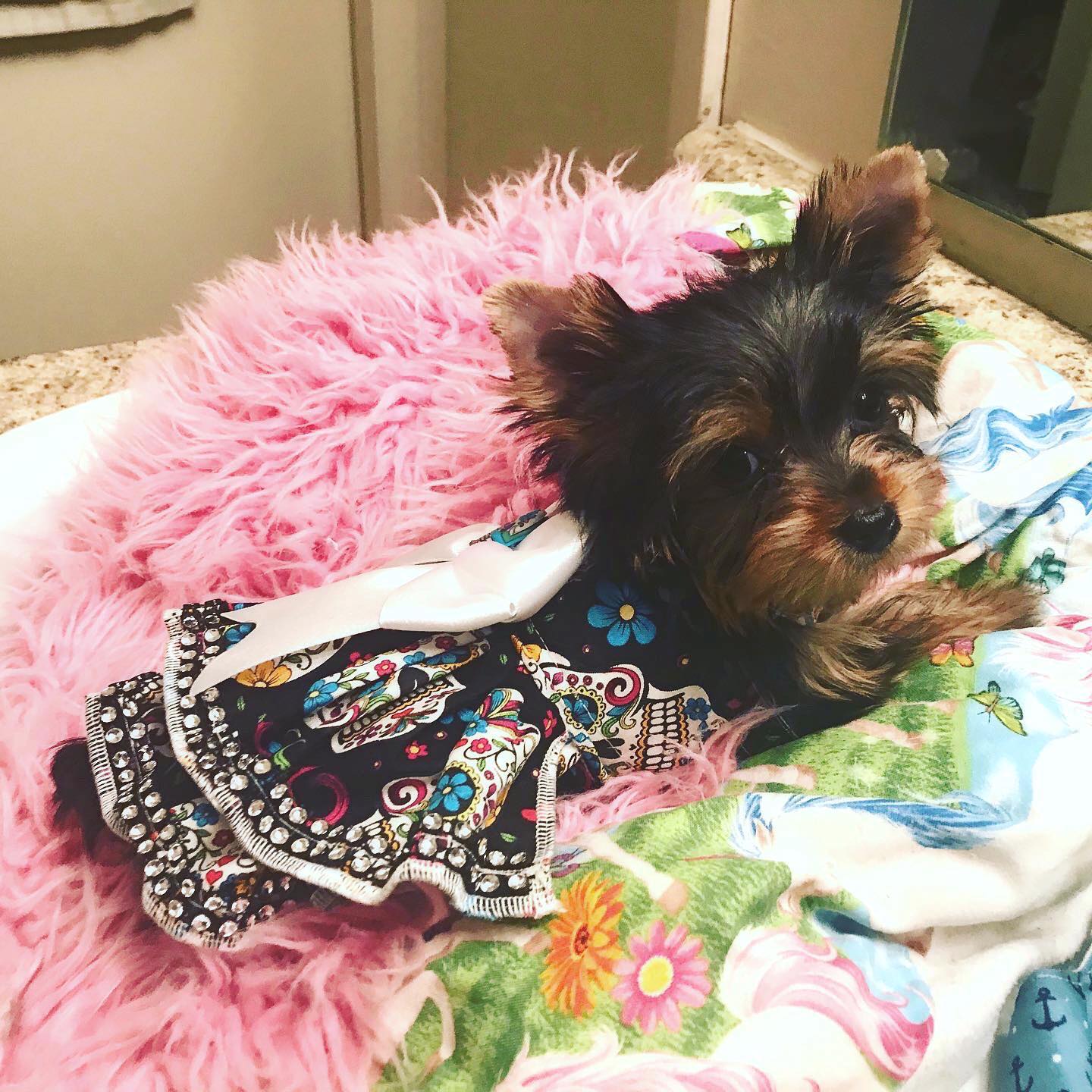 Heidi and Hanna AVAILABLE NOW!!!! Text 8018597824
.
.
.
.
.
.
.
#yorkies #yorkiesnation #yorkiesrules #yorkiesplash #yorkiesofnyc #yorkiesarethebest #yorkiesdaily #yorkiesforever #yorkiesword #yorkiestagram #yorkieselfie #yorkiesofficial #yorkiesofmiami #yorkiesareawesome #yorkiestar #yorkiesofiran #yorkiesgram #yorkiespuppy #YorkiesOfPetsagram #yorkiesofa #yorkiesoftexas #yorkieswag #yorkieslovers #yorkieshireterrier #yorkiesofinstsgram #yorkieslife #yorkiesofhouston #yorkieshire #yorkieshihtzu #yorkiesmixofinstagram